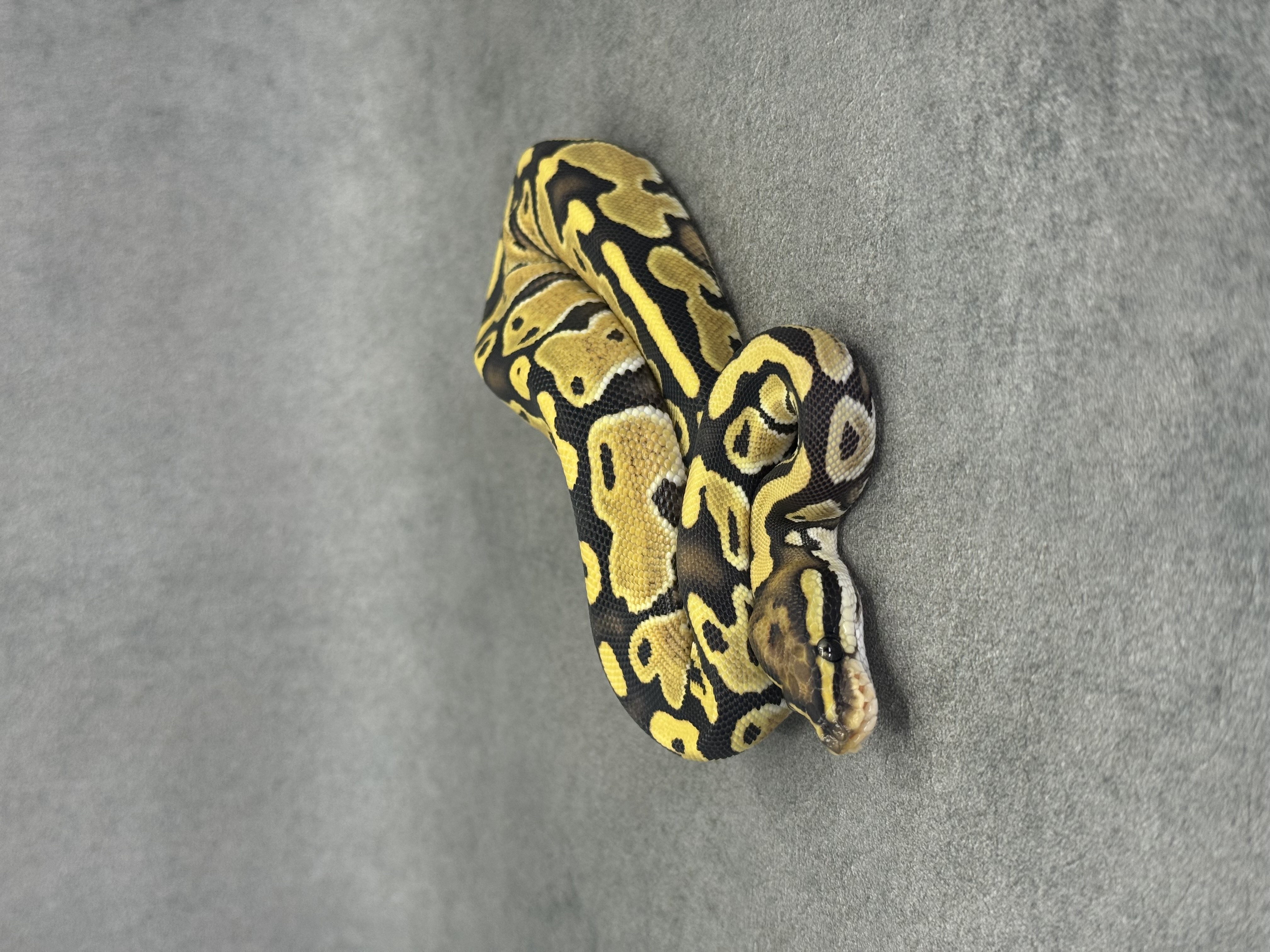 Special Desert Ghost 50% Het Piebald 4