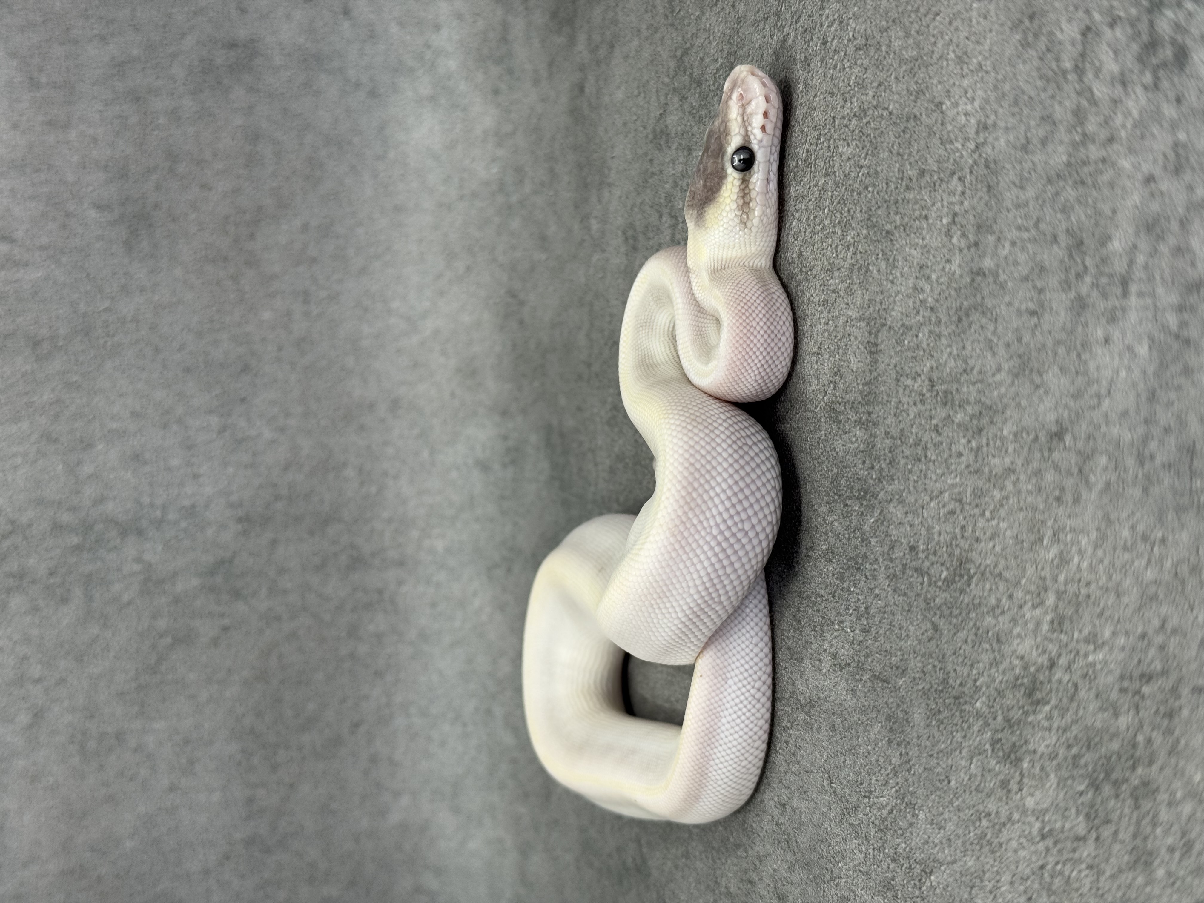Special Mojave Ghi Het Desert Ghost 5
