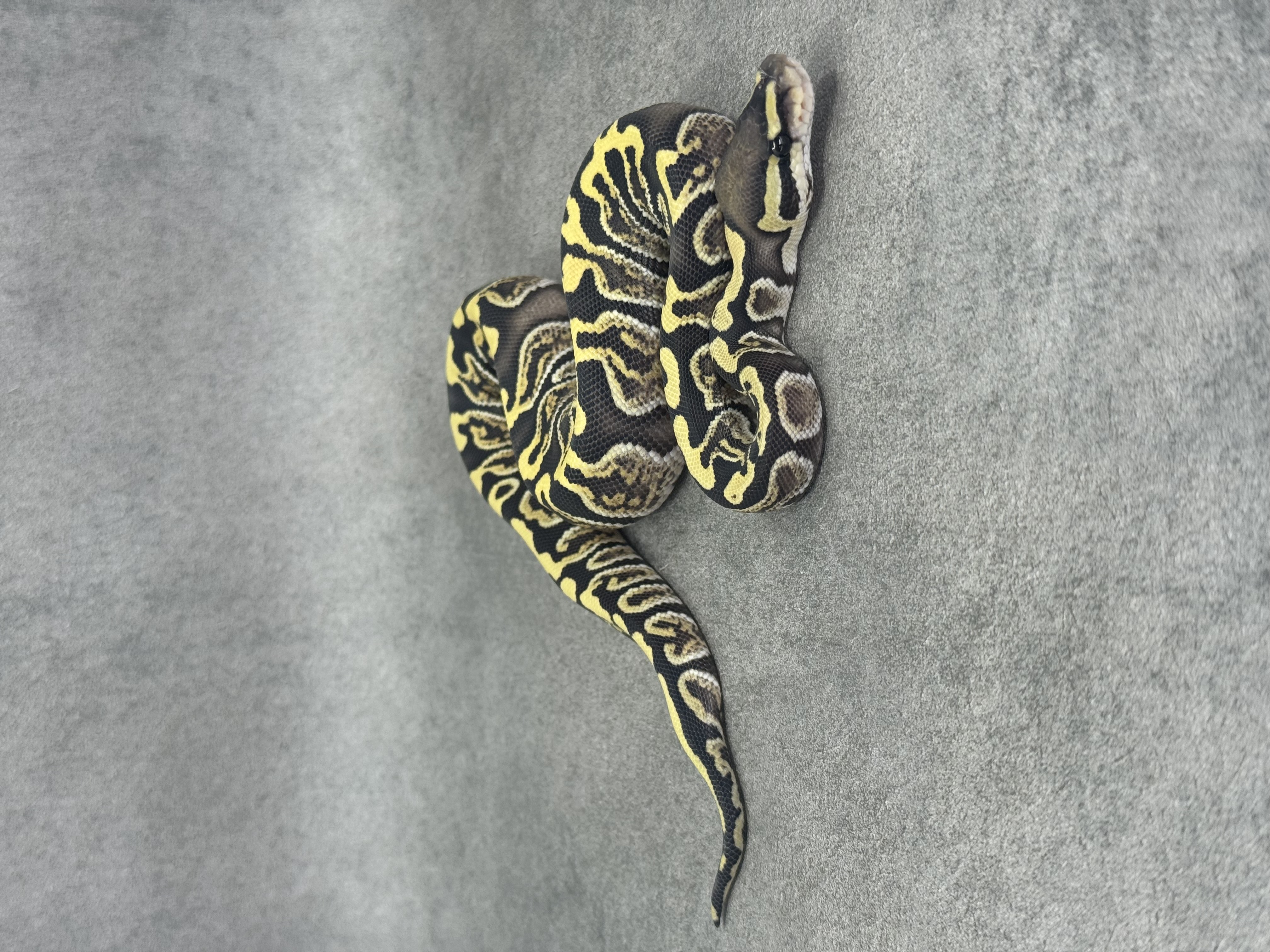 Ghi Desert Ghost 2