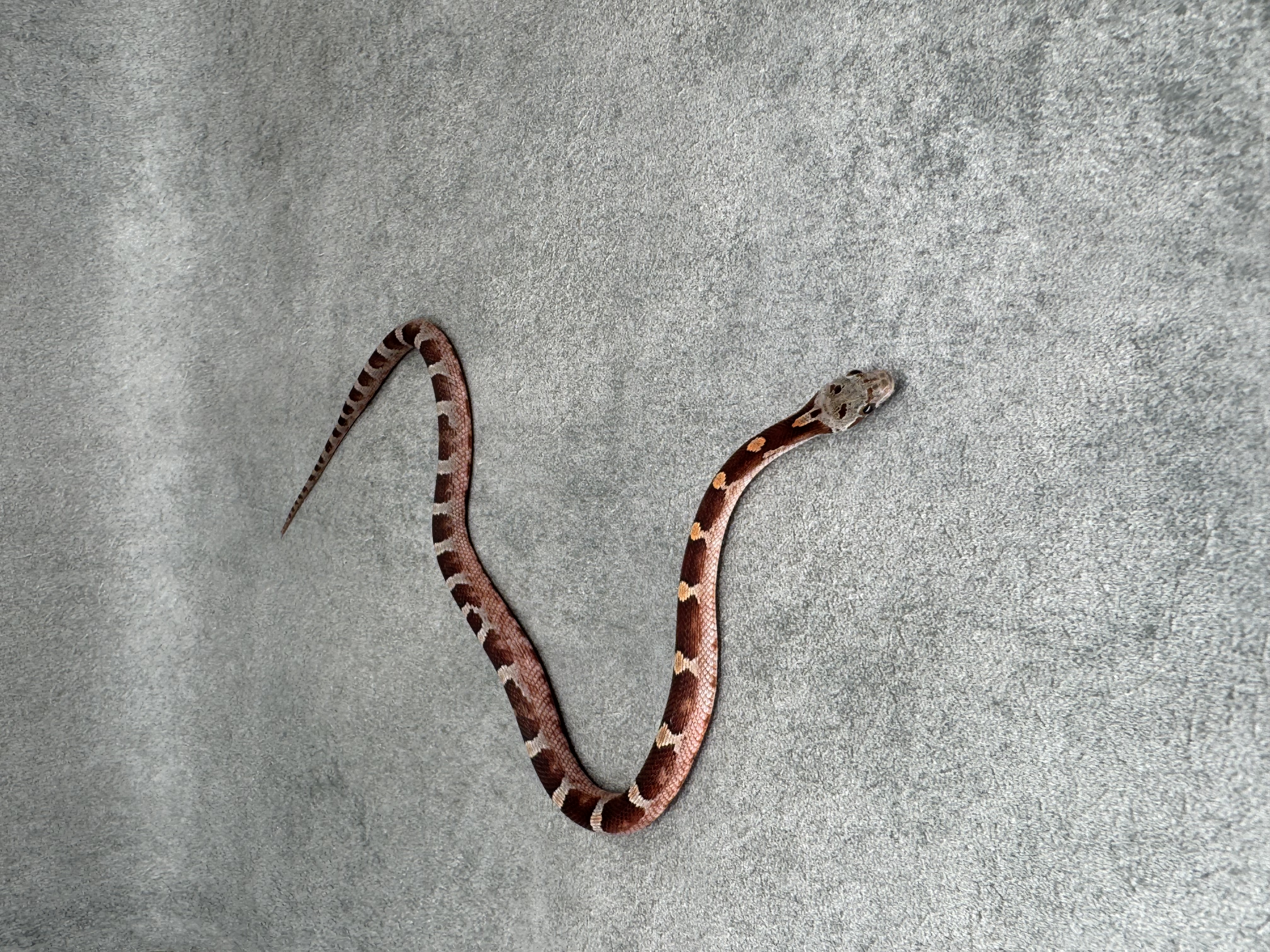 Bloodred Het Anery Hypo 4