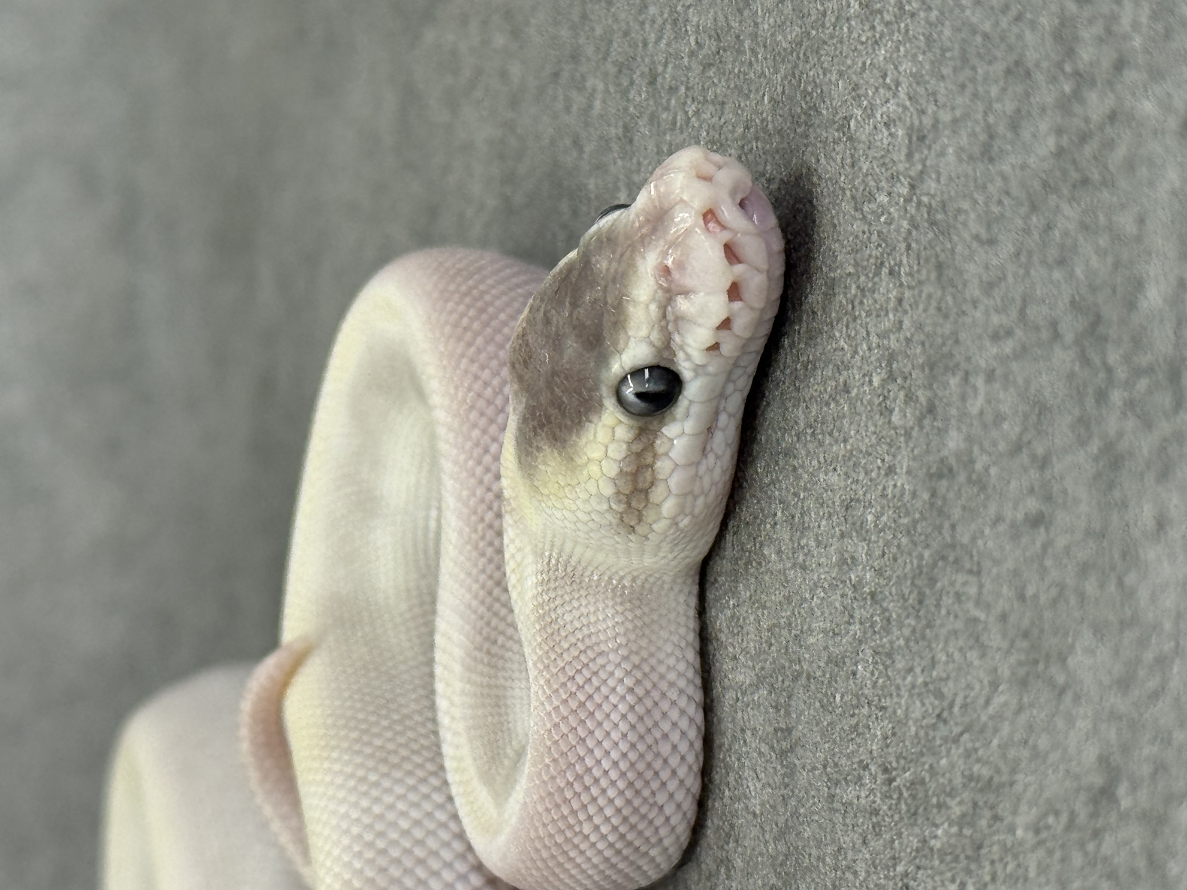 Special Mojave Ghi Het Desert Ghost 3