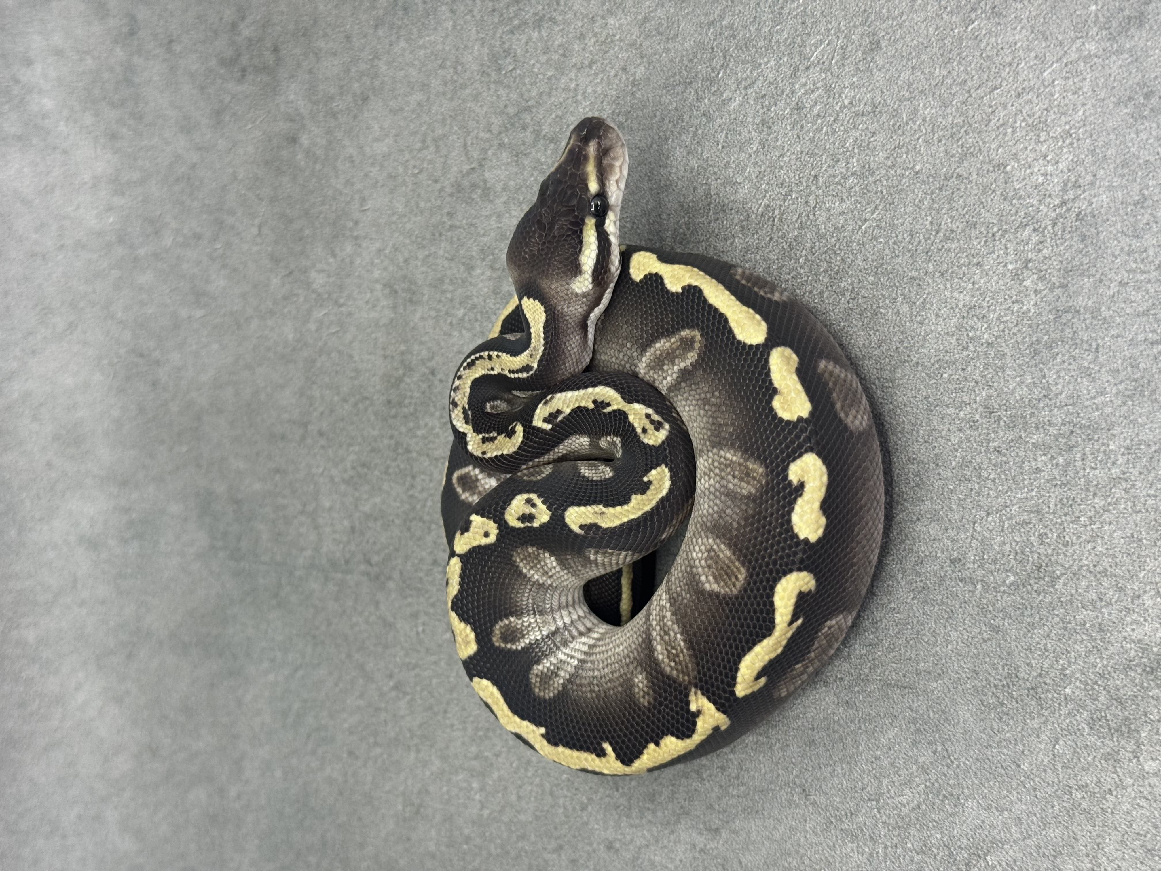 Ghi Mojave Het Desert Ghost 3