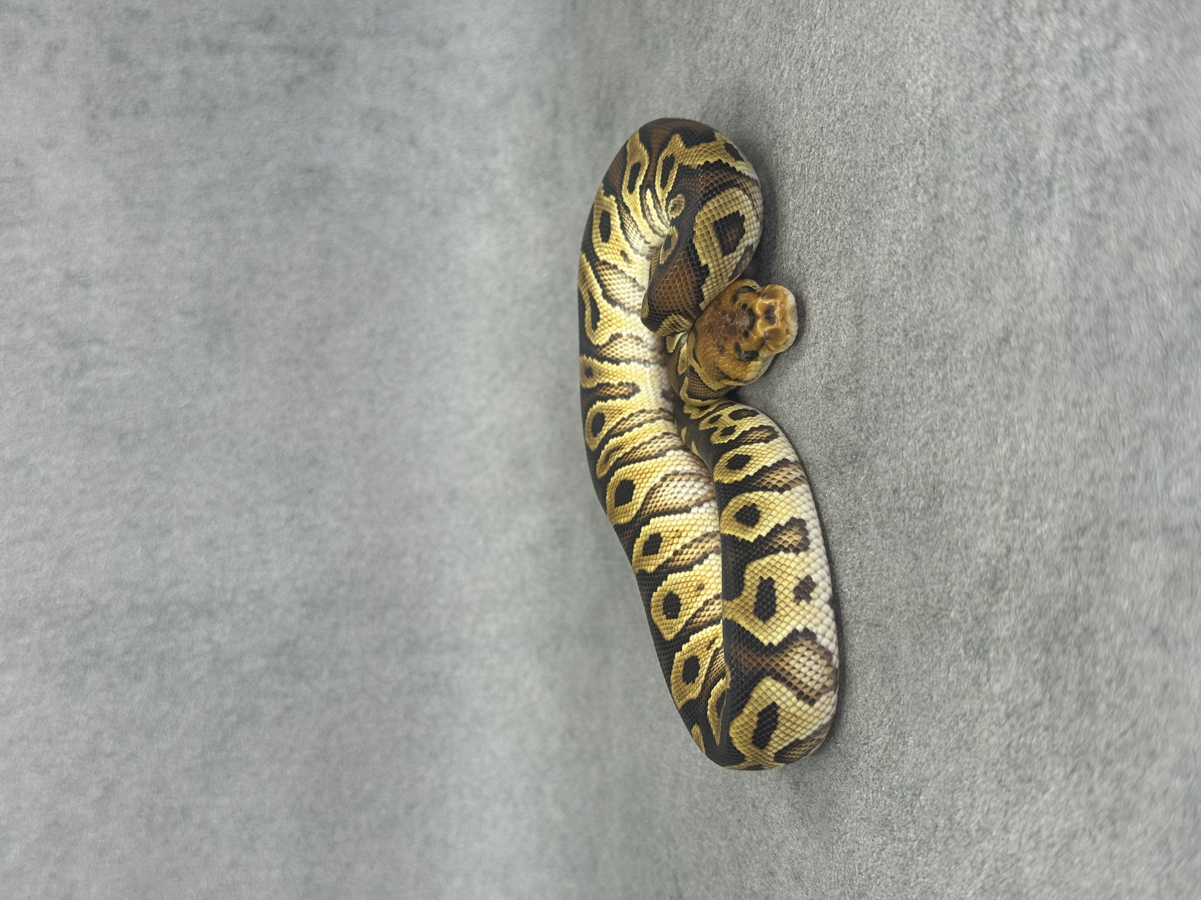Bongo Cypress Clown Poss Enchi
