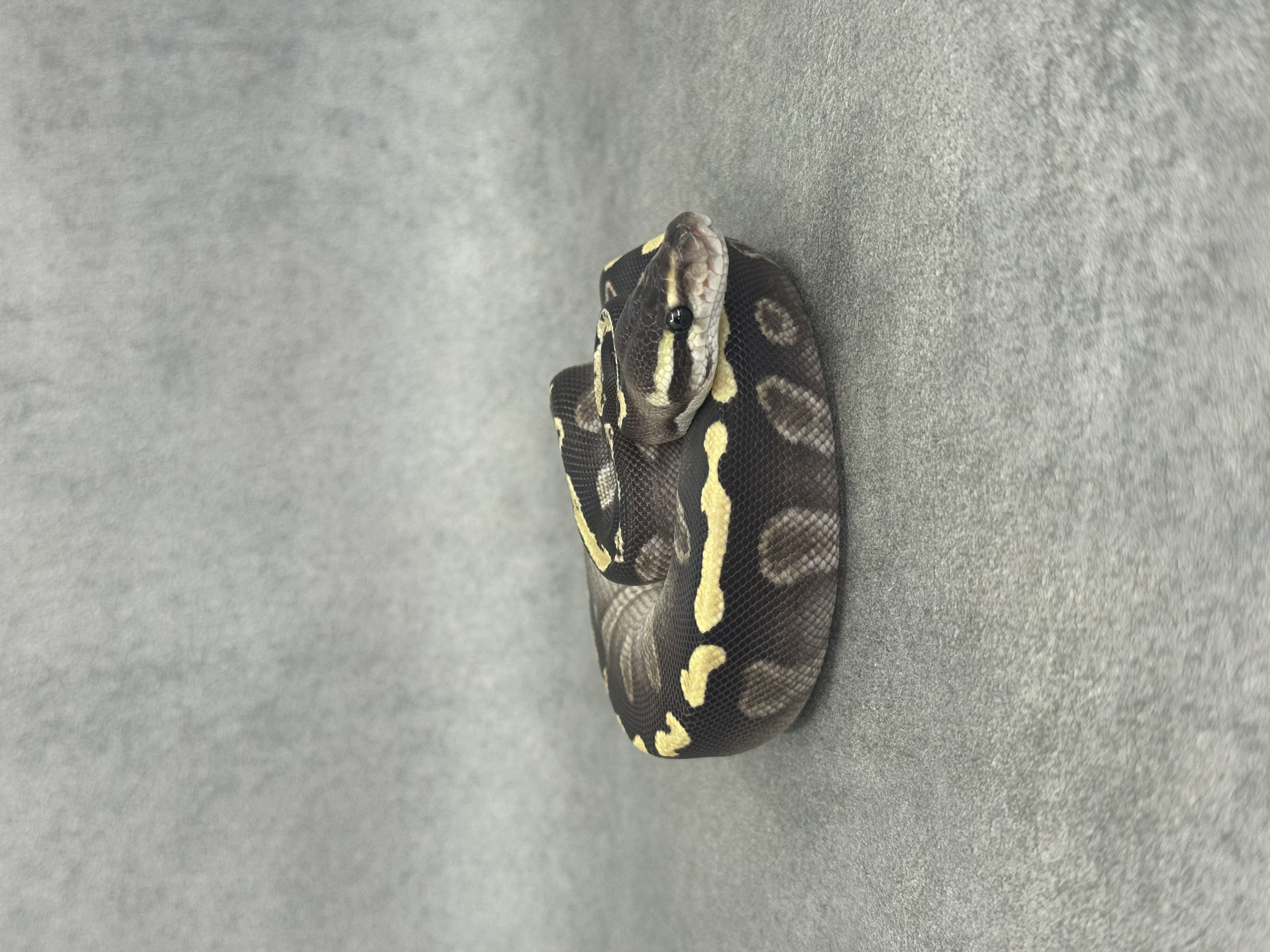 Ghi Mojave Het Desert Ghost
