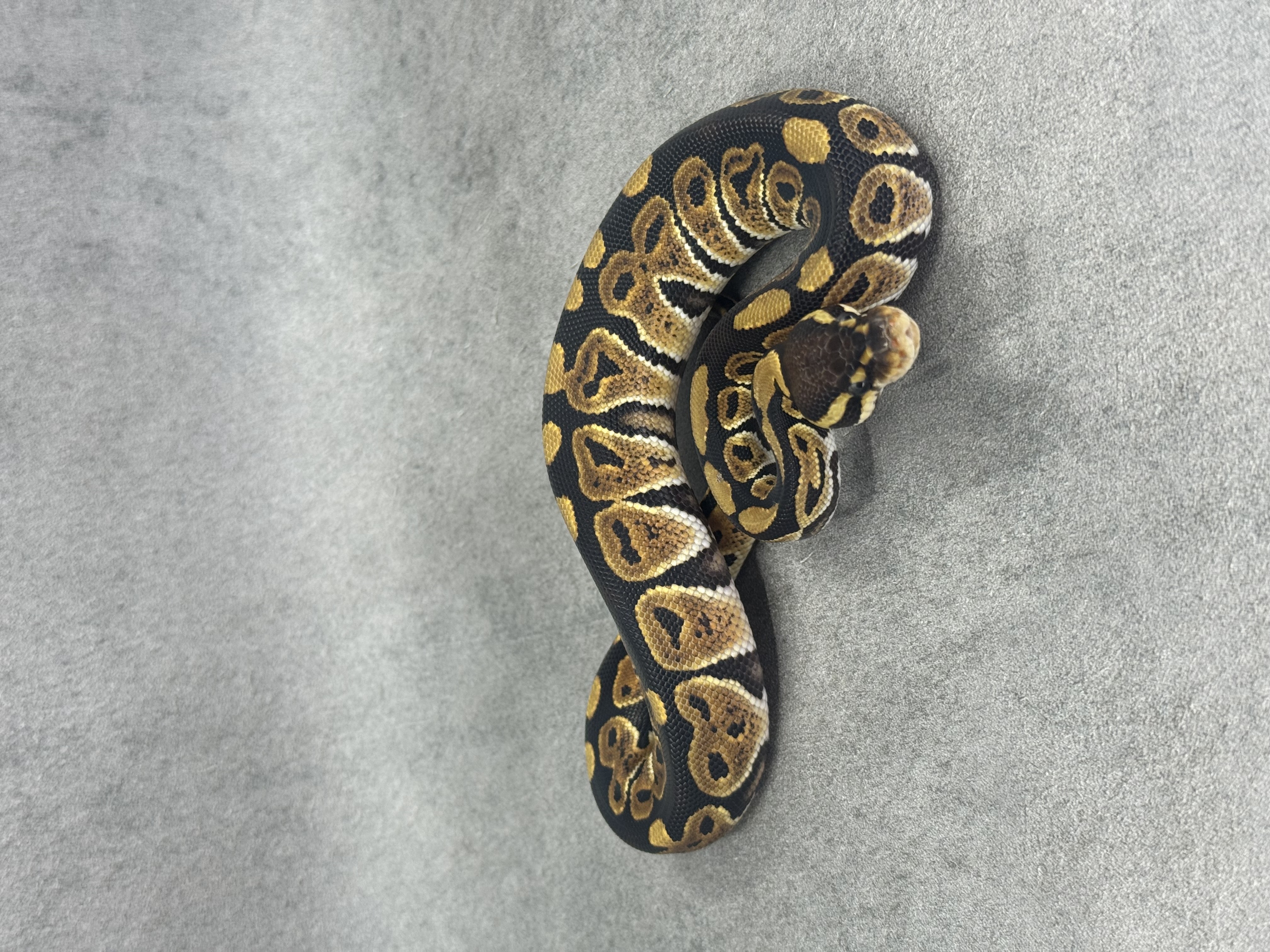 Black Pastel Het Desert Ghost 4