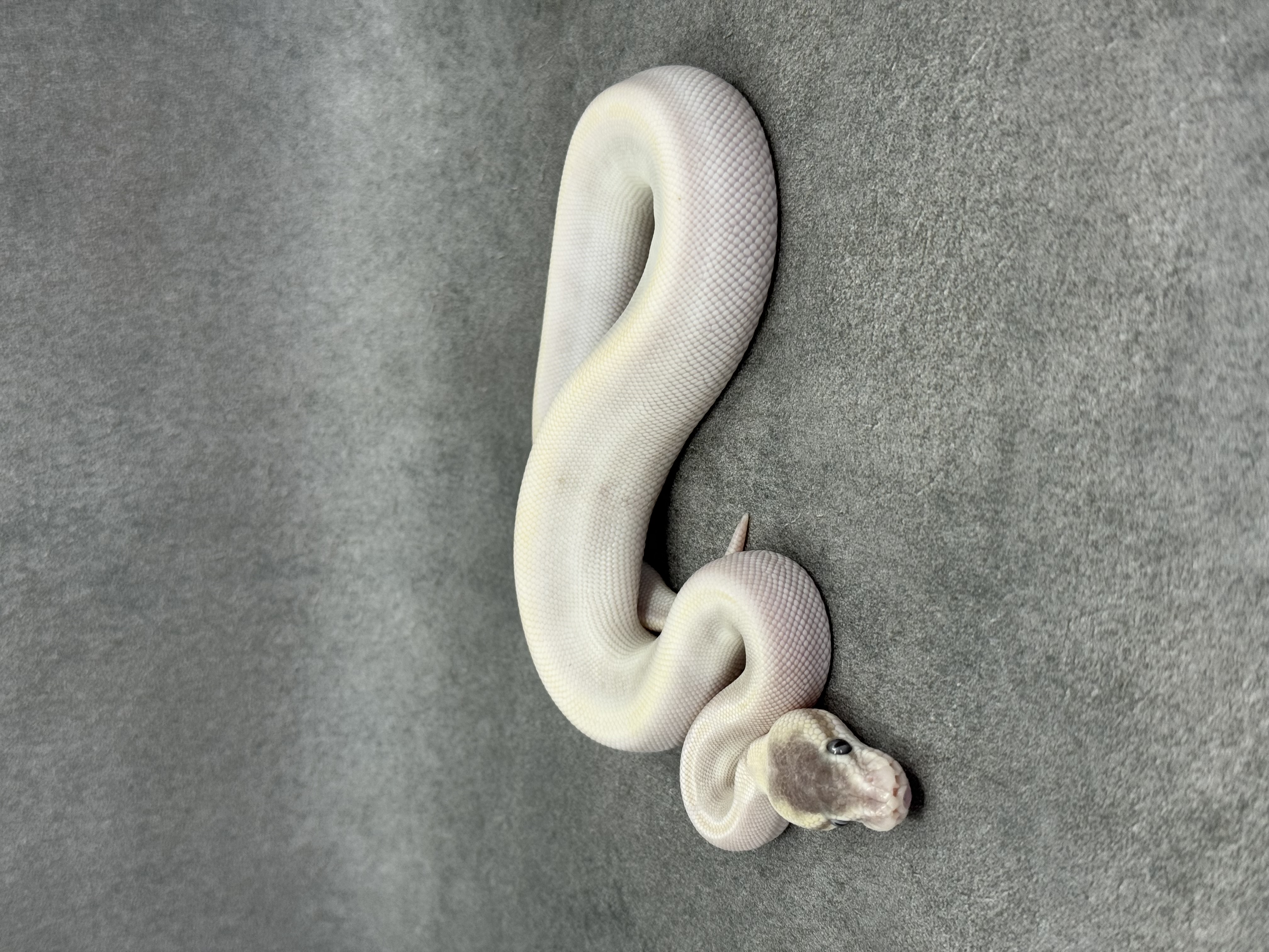 Special Mojave Ghi Het Desert Ghost 7