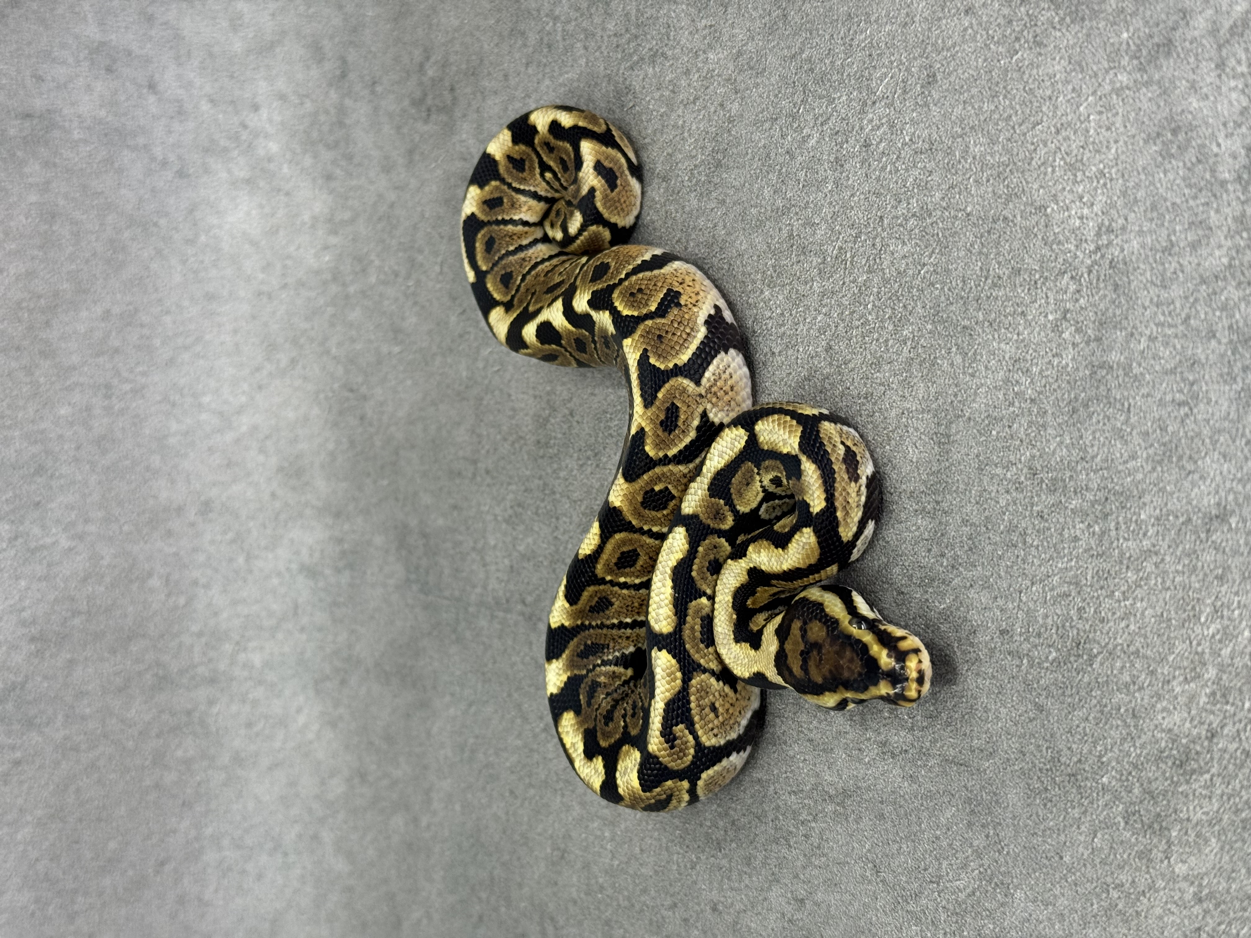 Spotnose Het Clown Het Desert Ghost 3