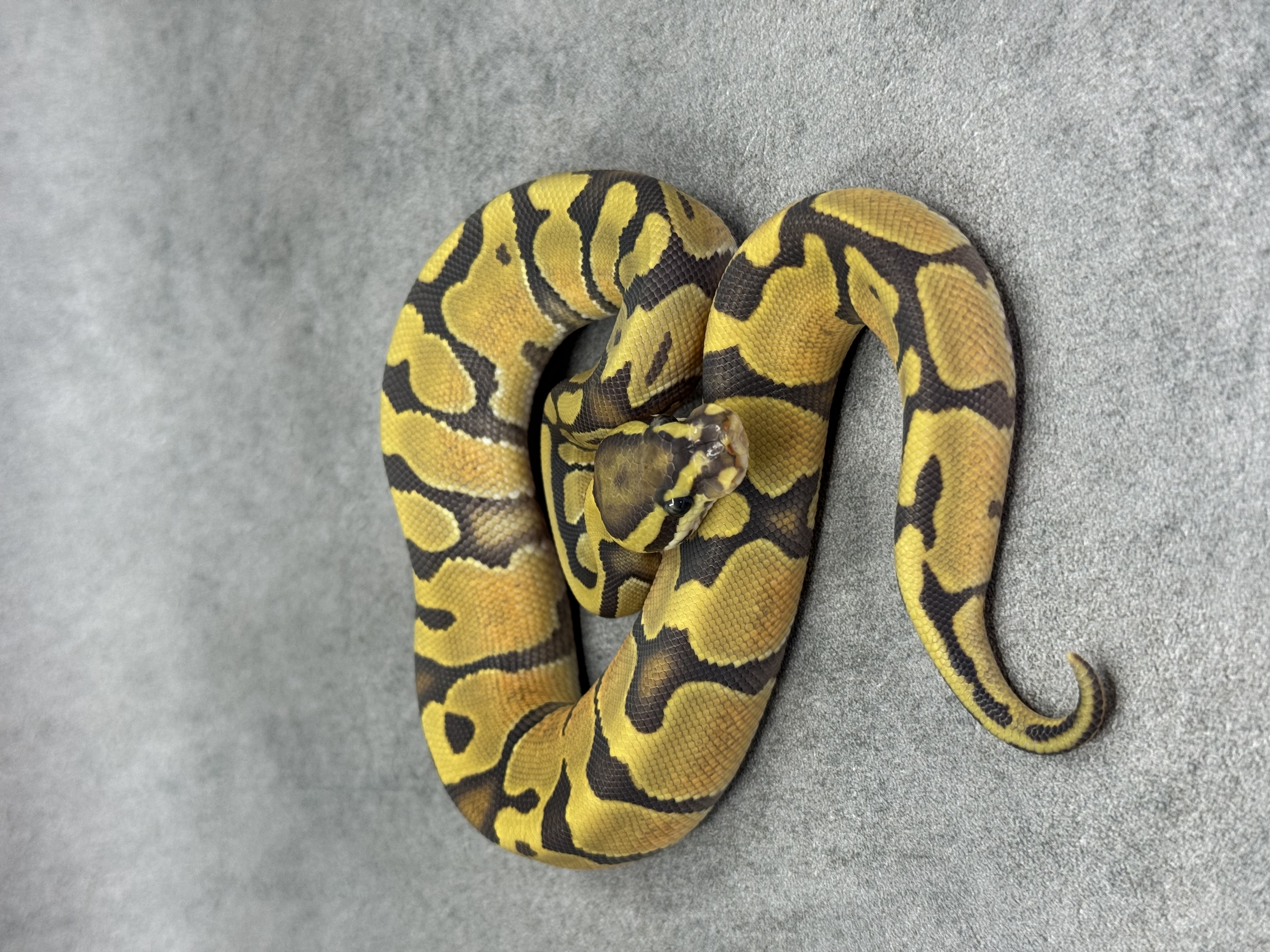 Enchi Hypo Het Piebald 5
