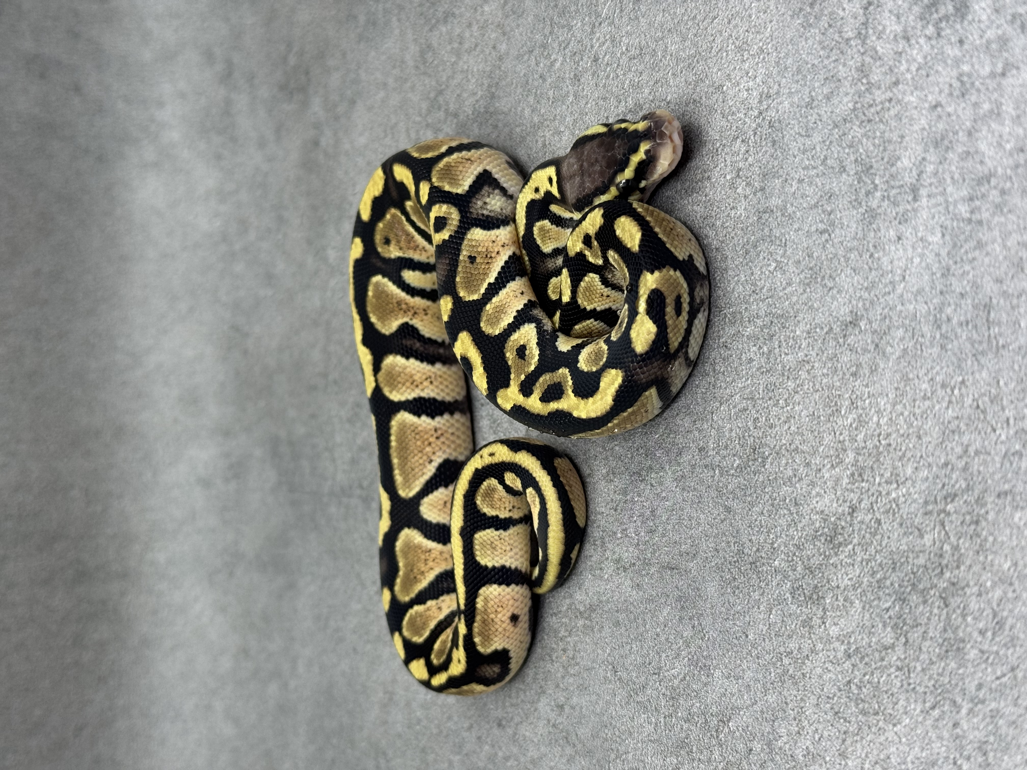 Pastel Panther Het Piebald 3
