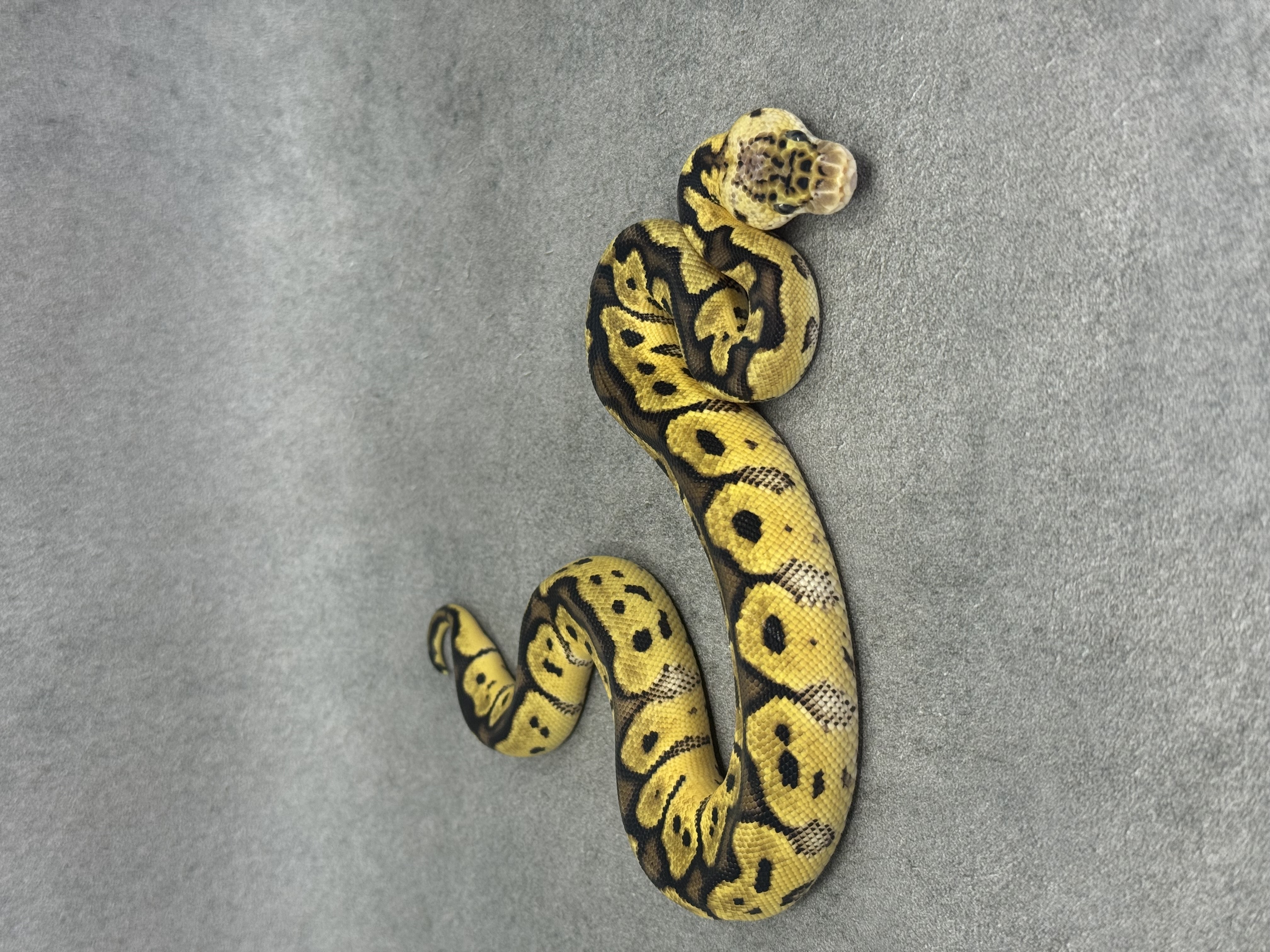 Pastel Clown Het Desert Ghost 4