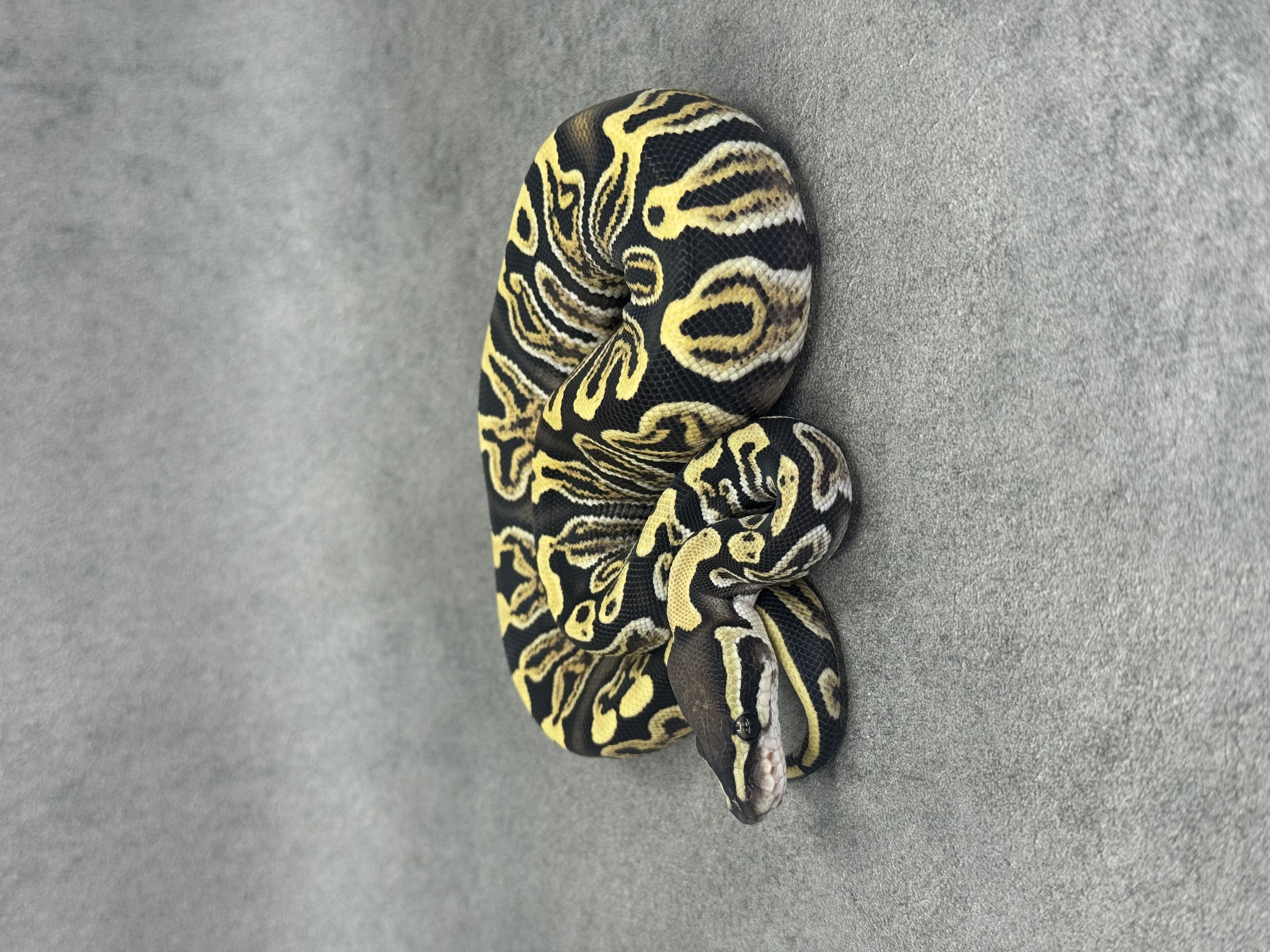 Ghi Special Desert Ghost 50% Het Piebald