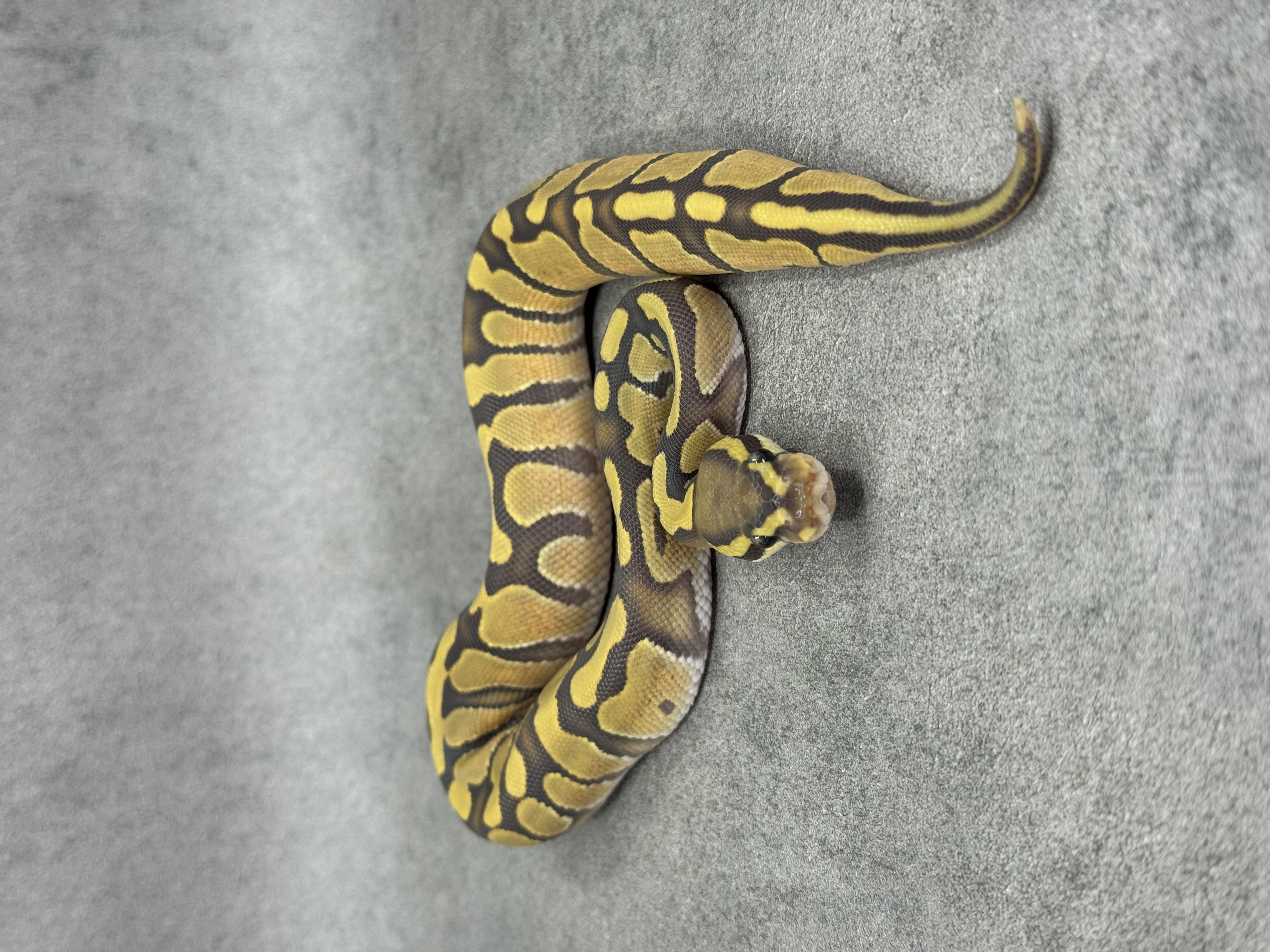 Enchi Hypo Het Piebald 3