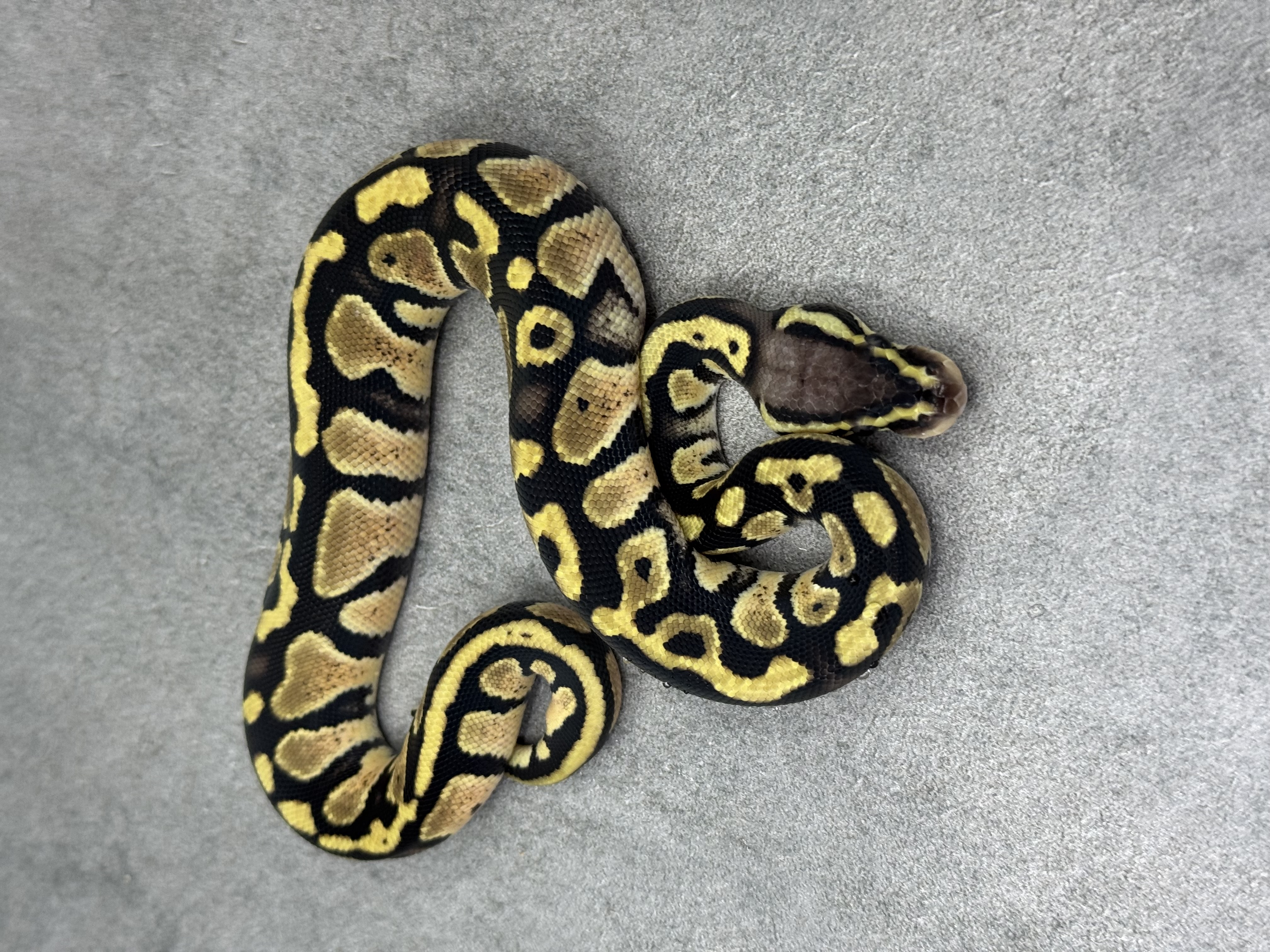 Pastel Panther Het Piebald 5