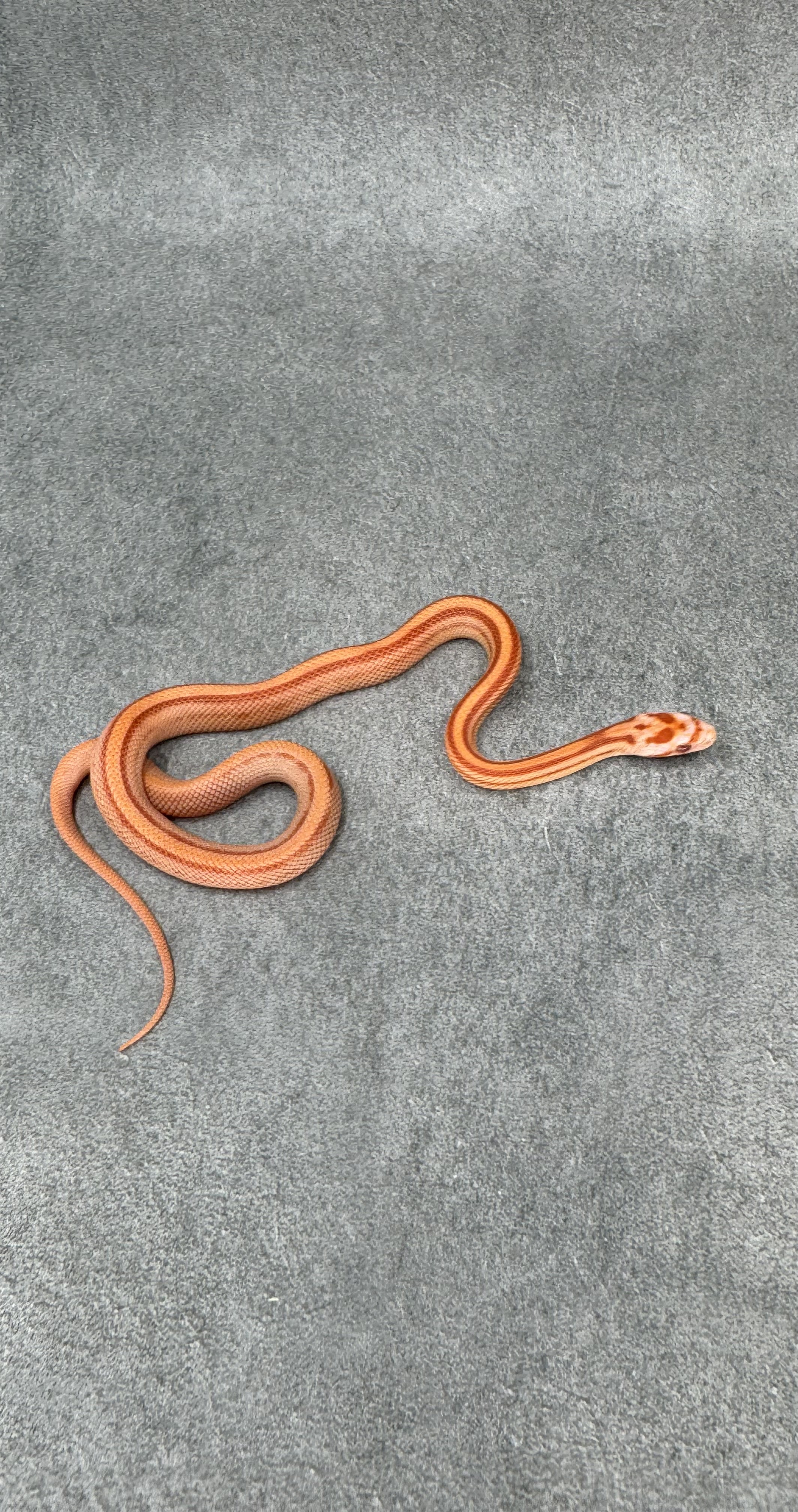 Amel Stripe Het Caramel Hypo