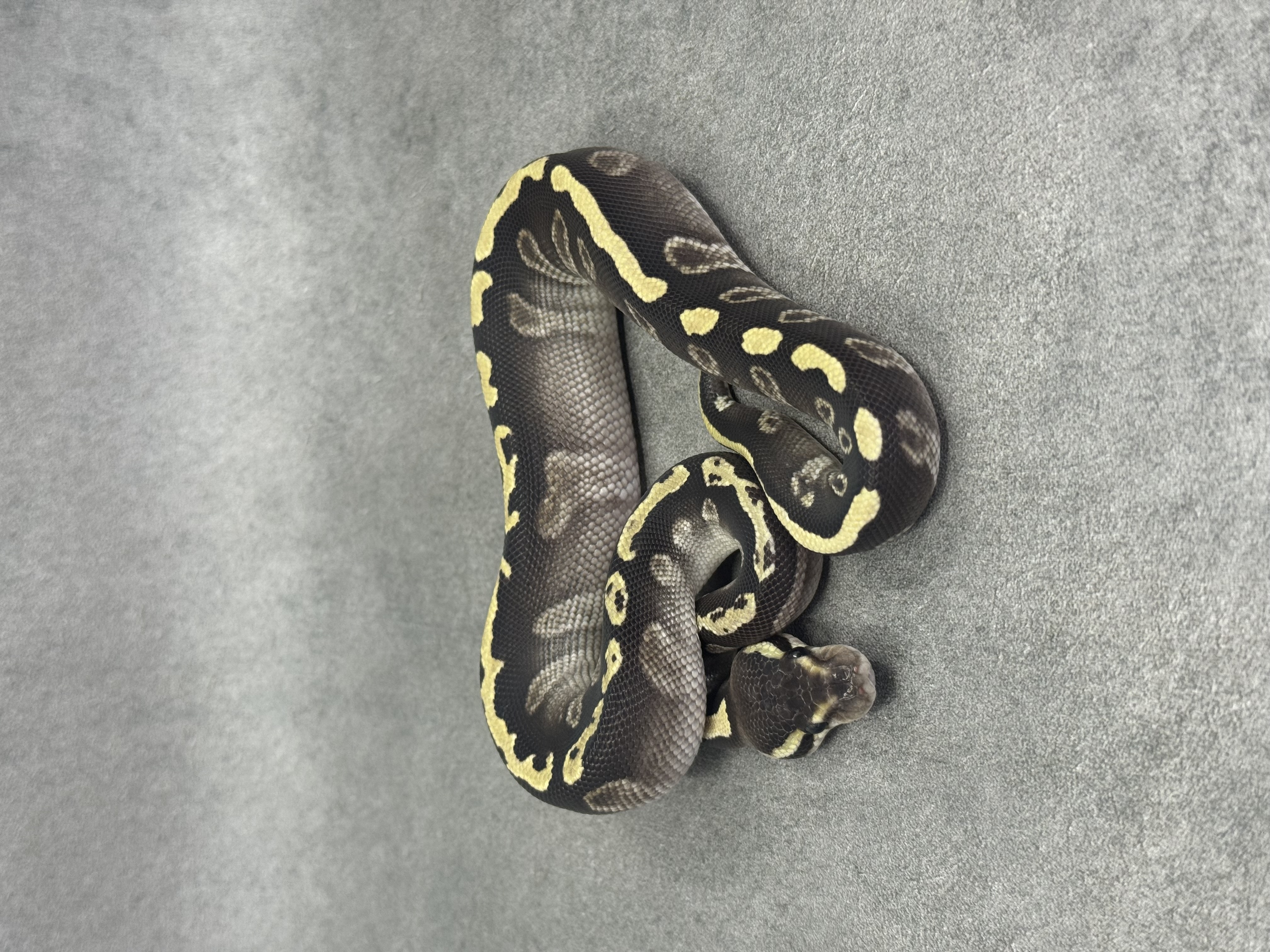 Ghi Mojave Het Desert Ghost 4