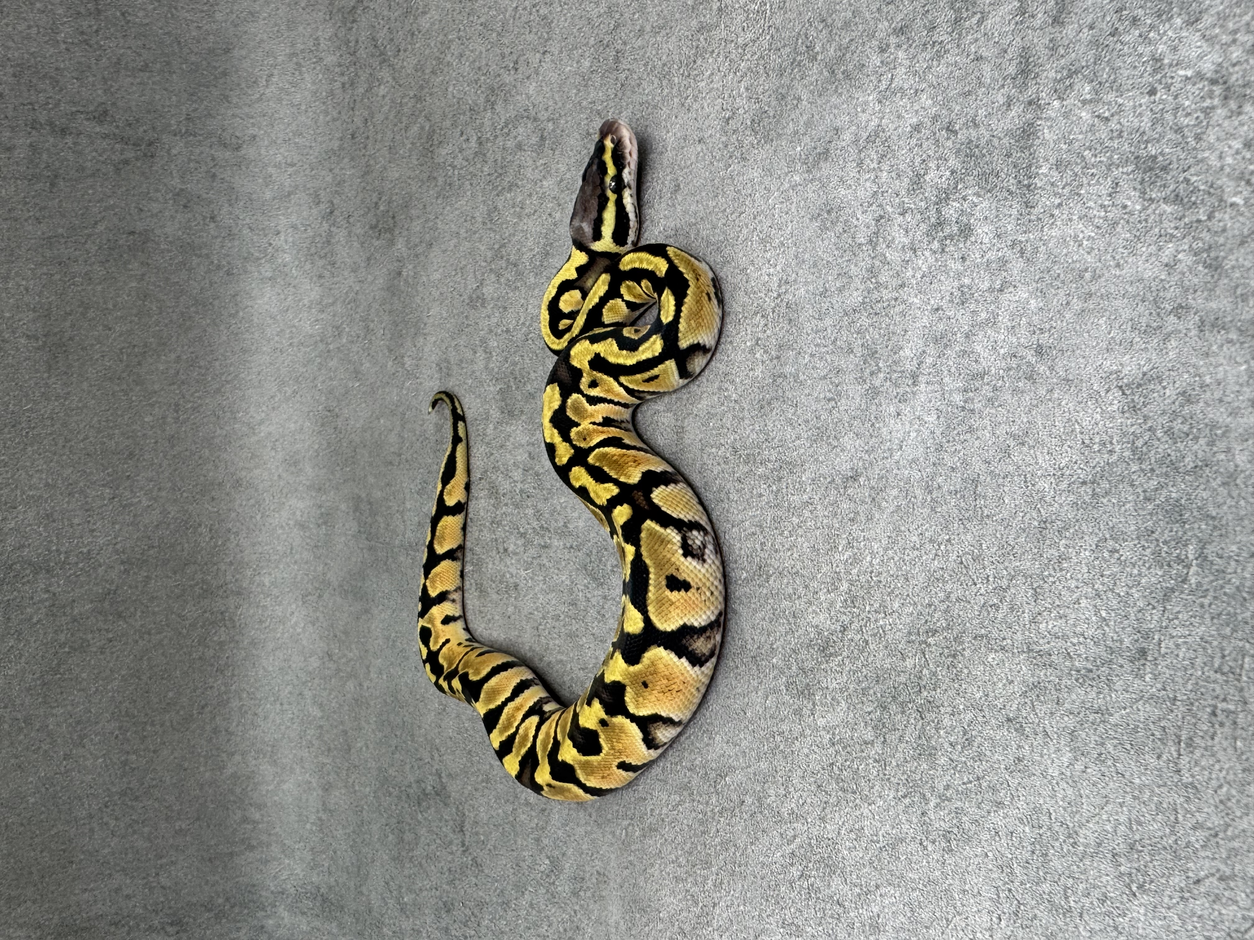 Pastel Het Clown 3