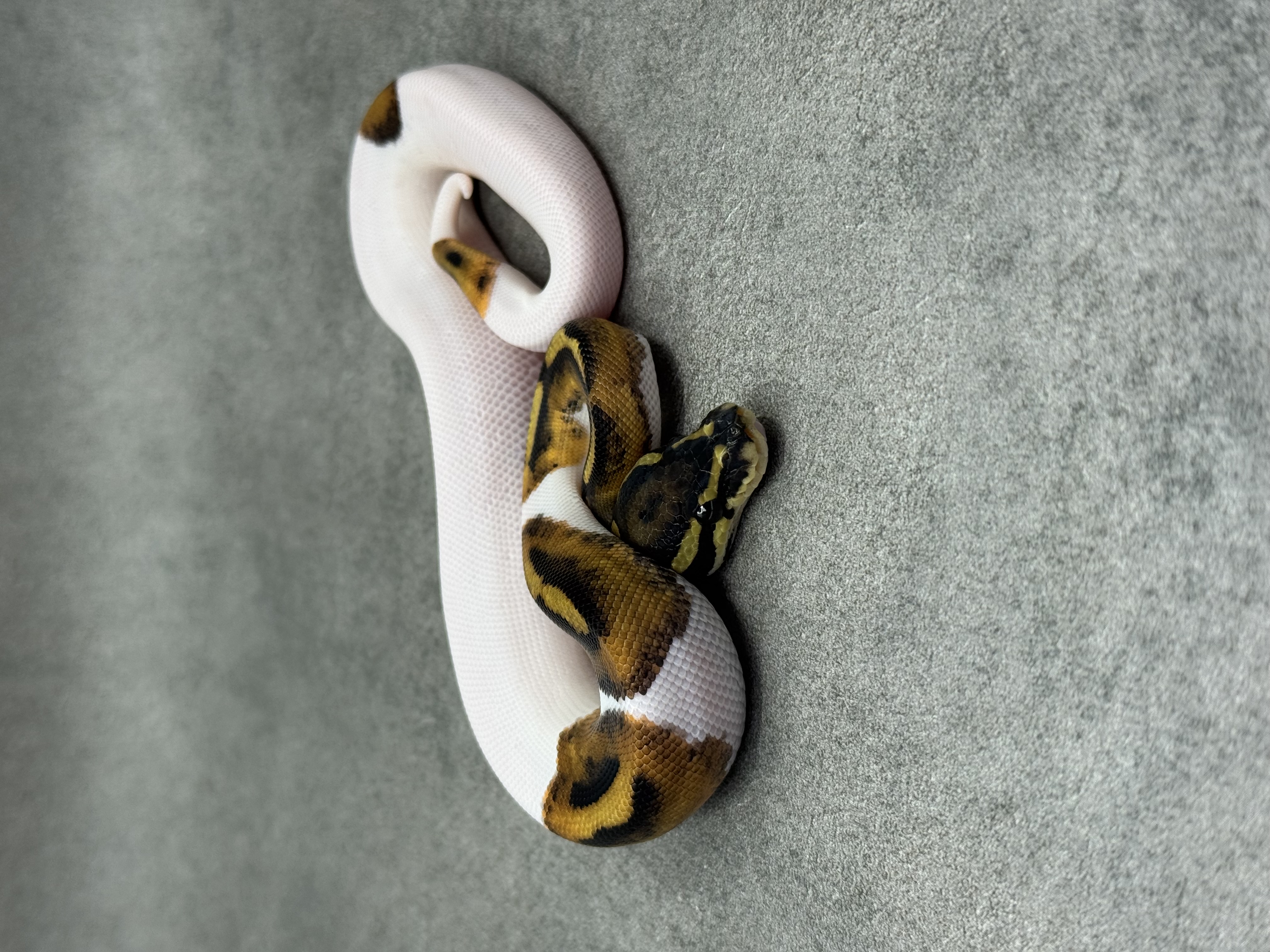 Piebald 3