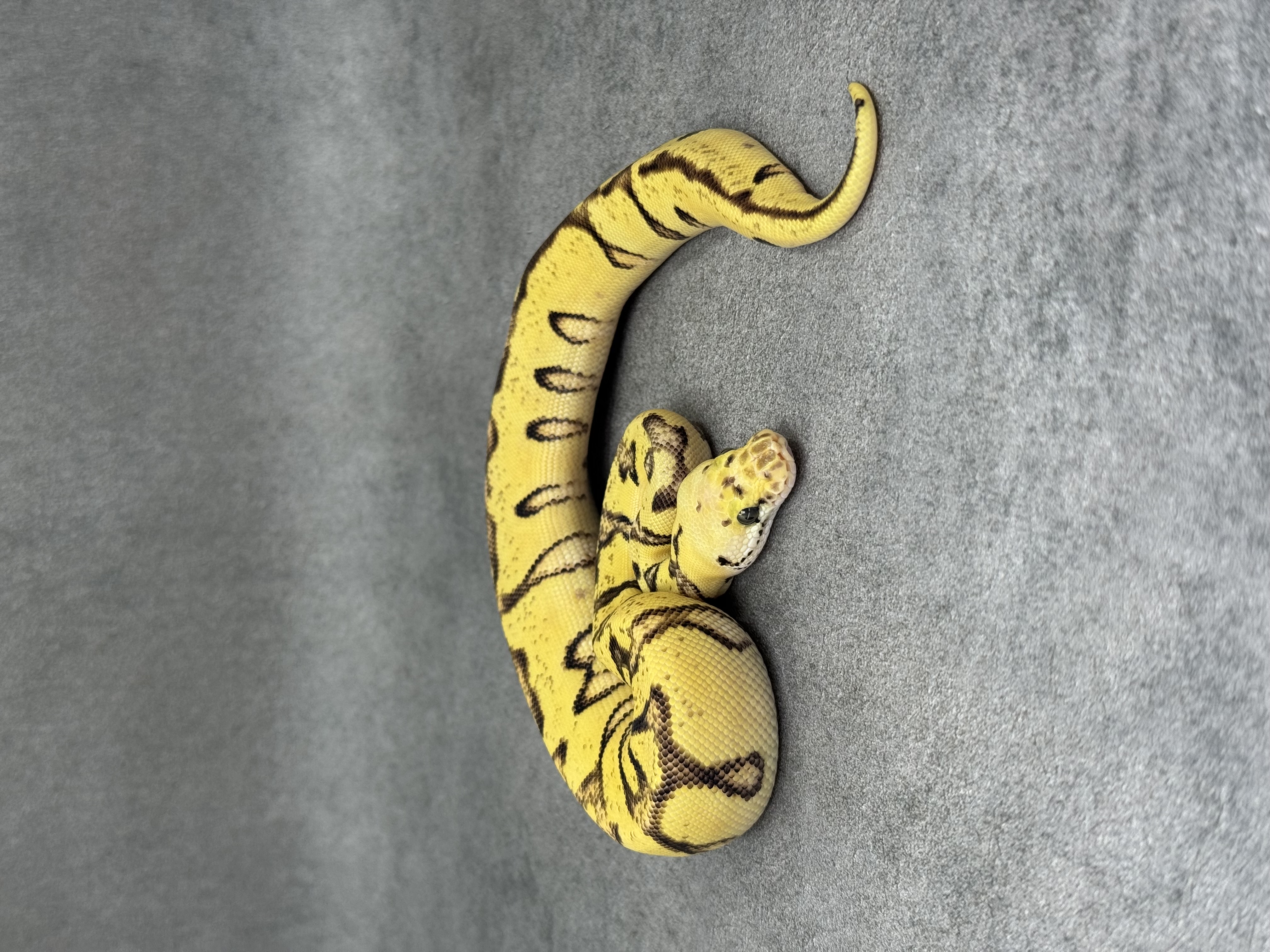 Cypress Pastel Fire Enchi Clown 2