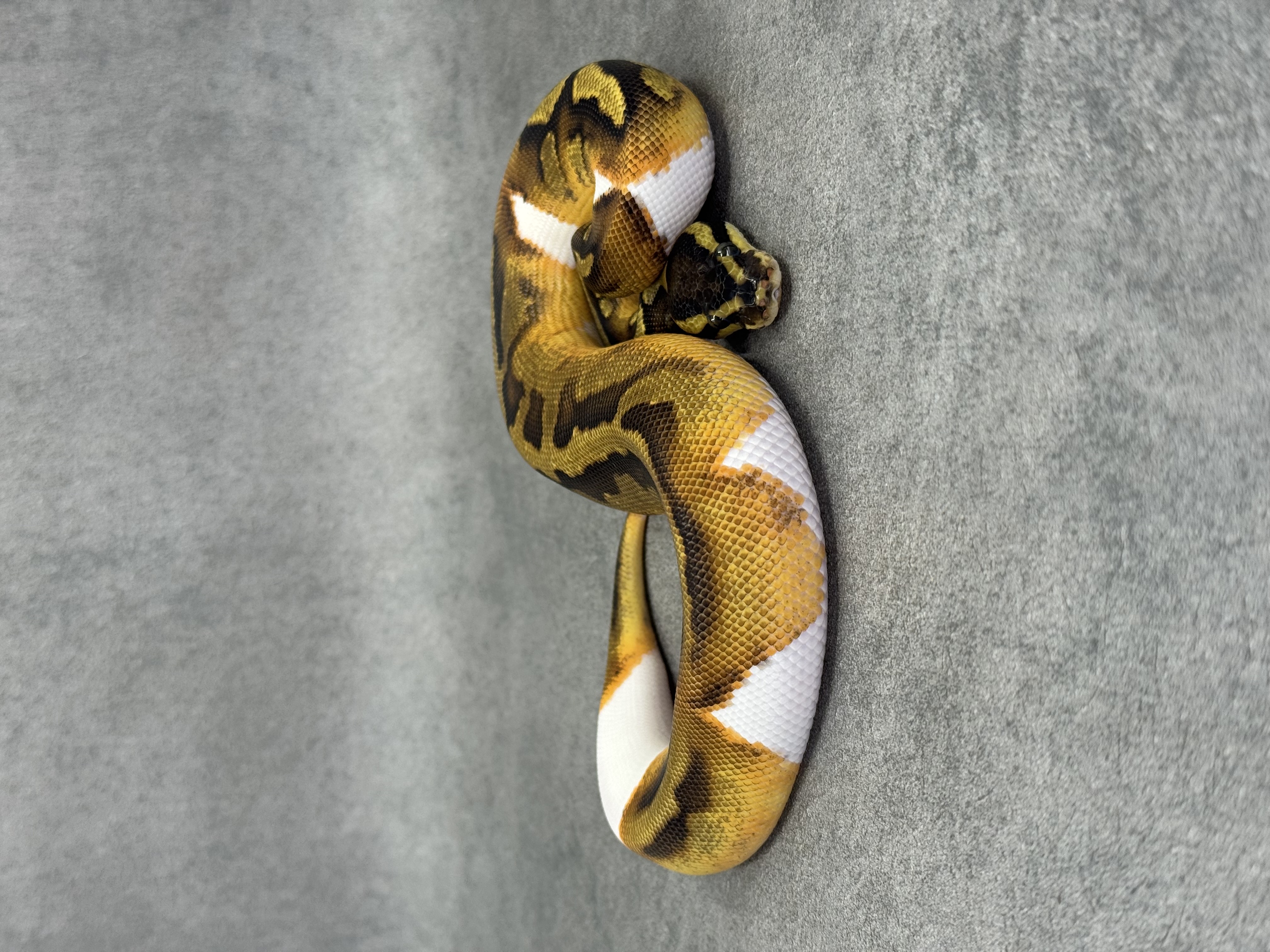 Ghi Enchi Piebald Het Hypo