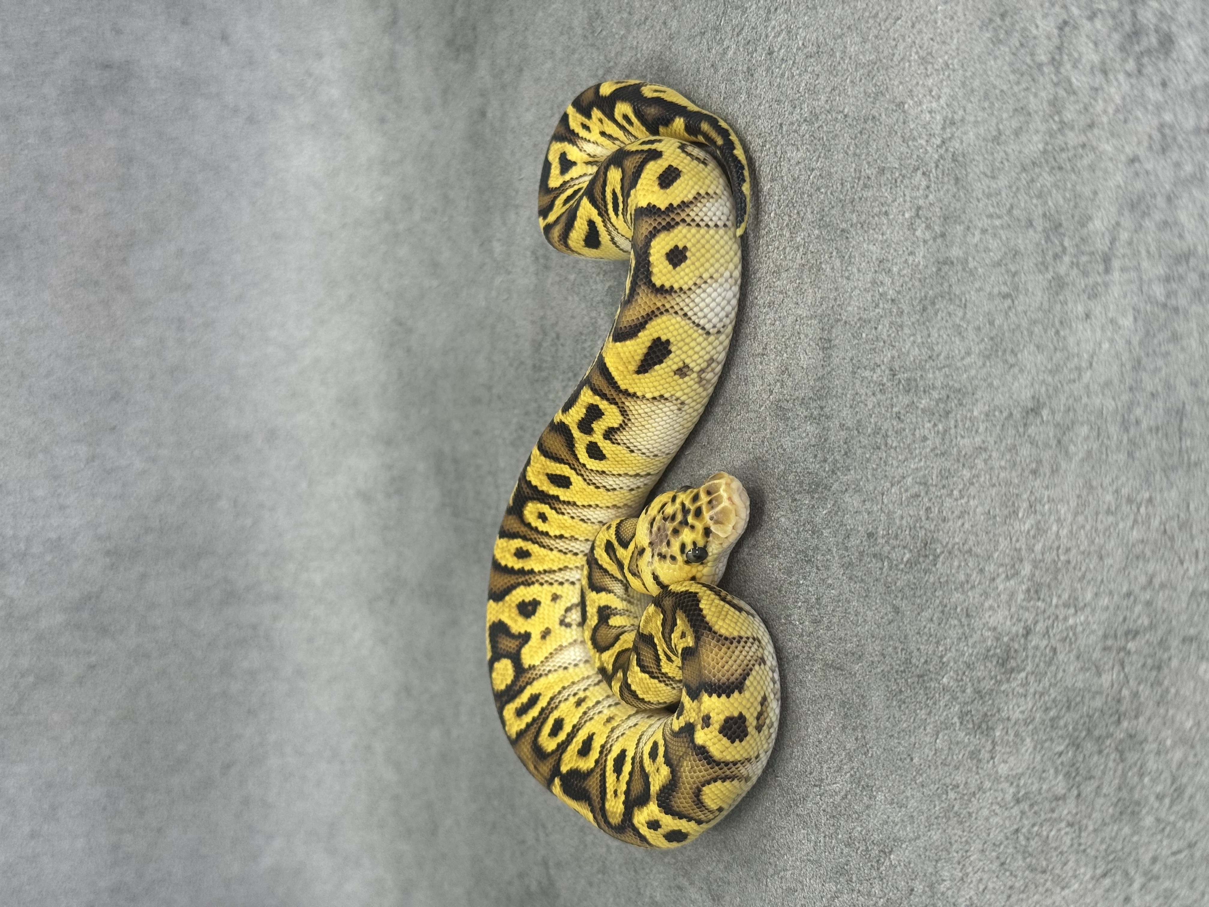 Bongo Pastel Spotnose Clown Poss Enchi Poss Fire 2