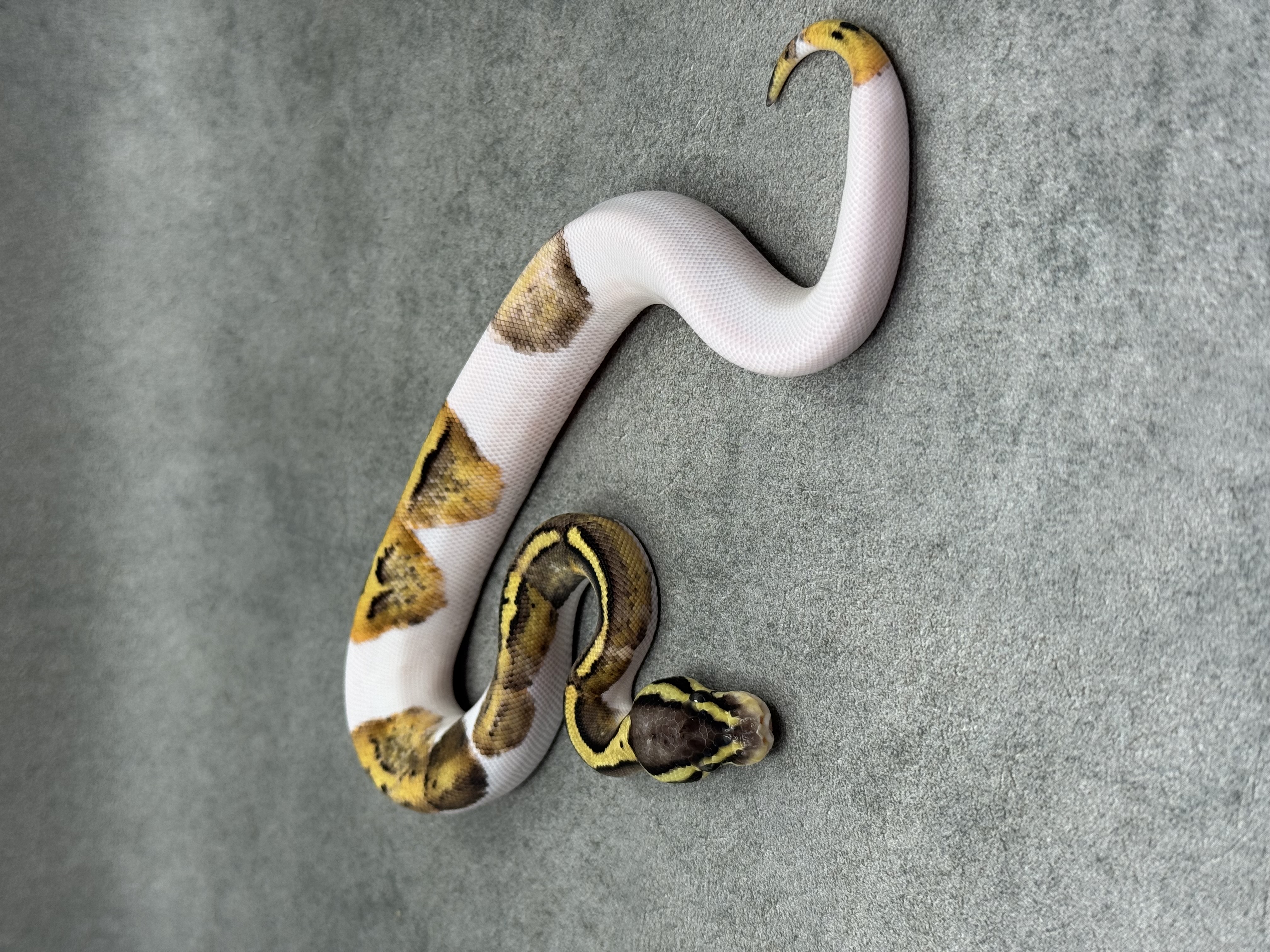 Pastel Panther Piebald 2