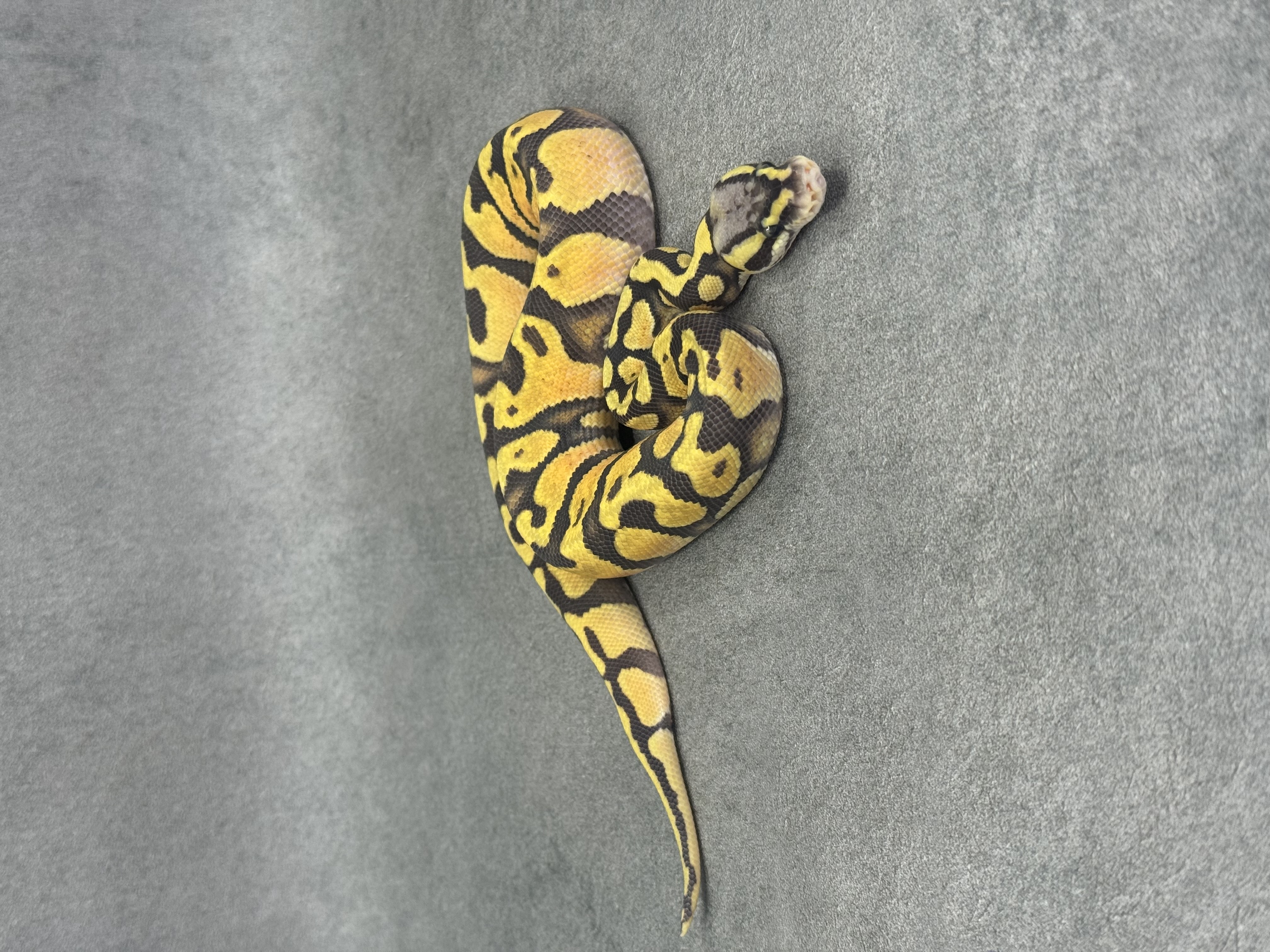 Pastel Jaguar Hypo Poss Enchi