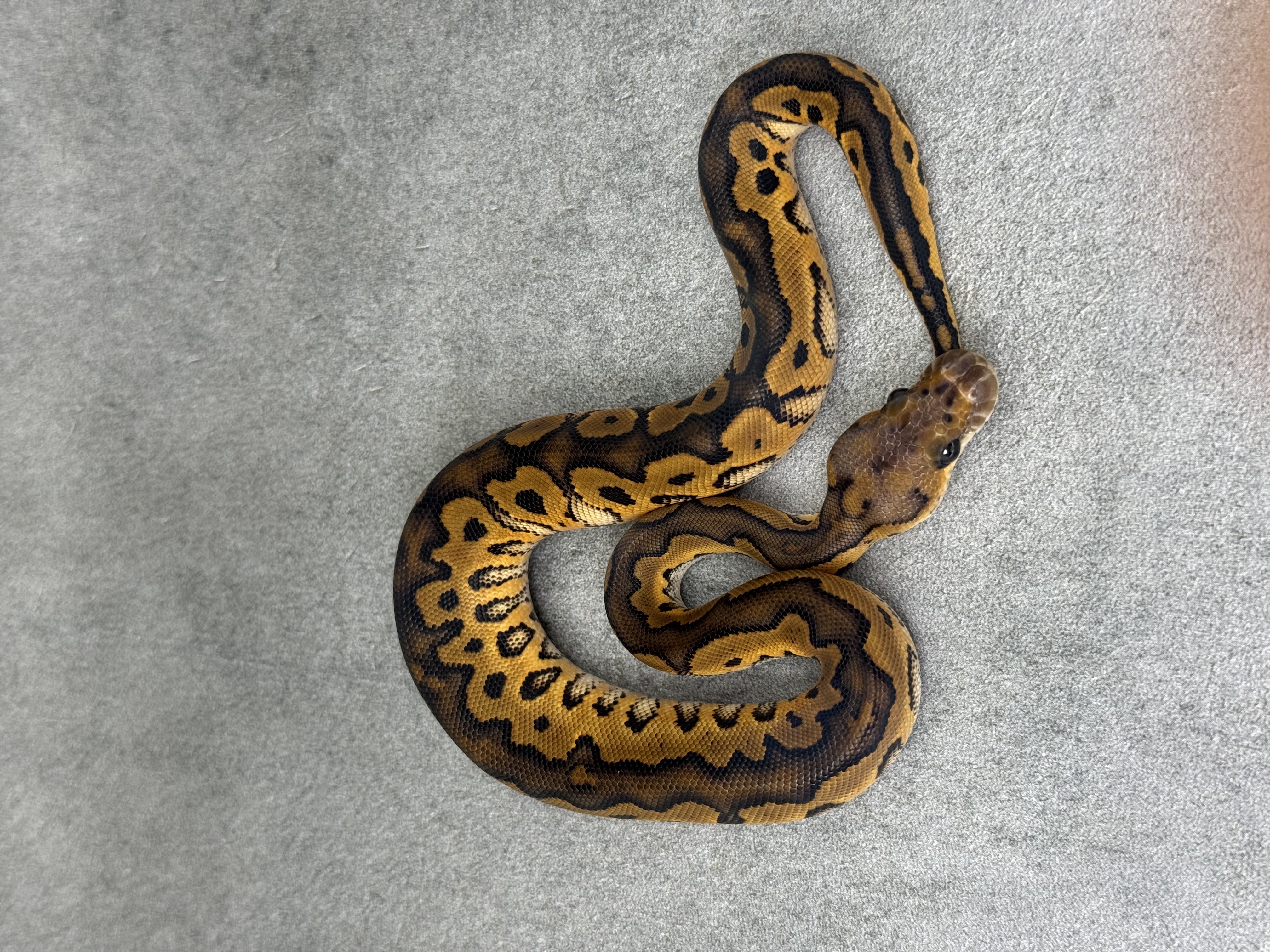 Black Pastel Redstripe Clown 4