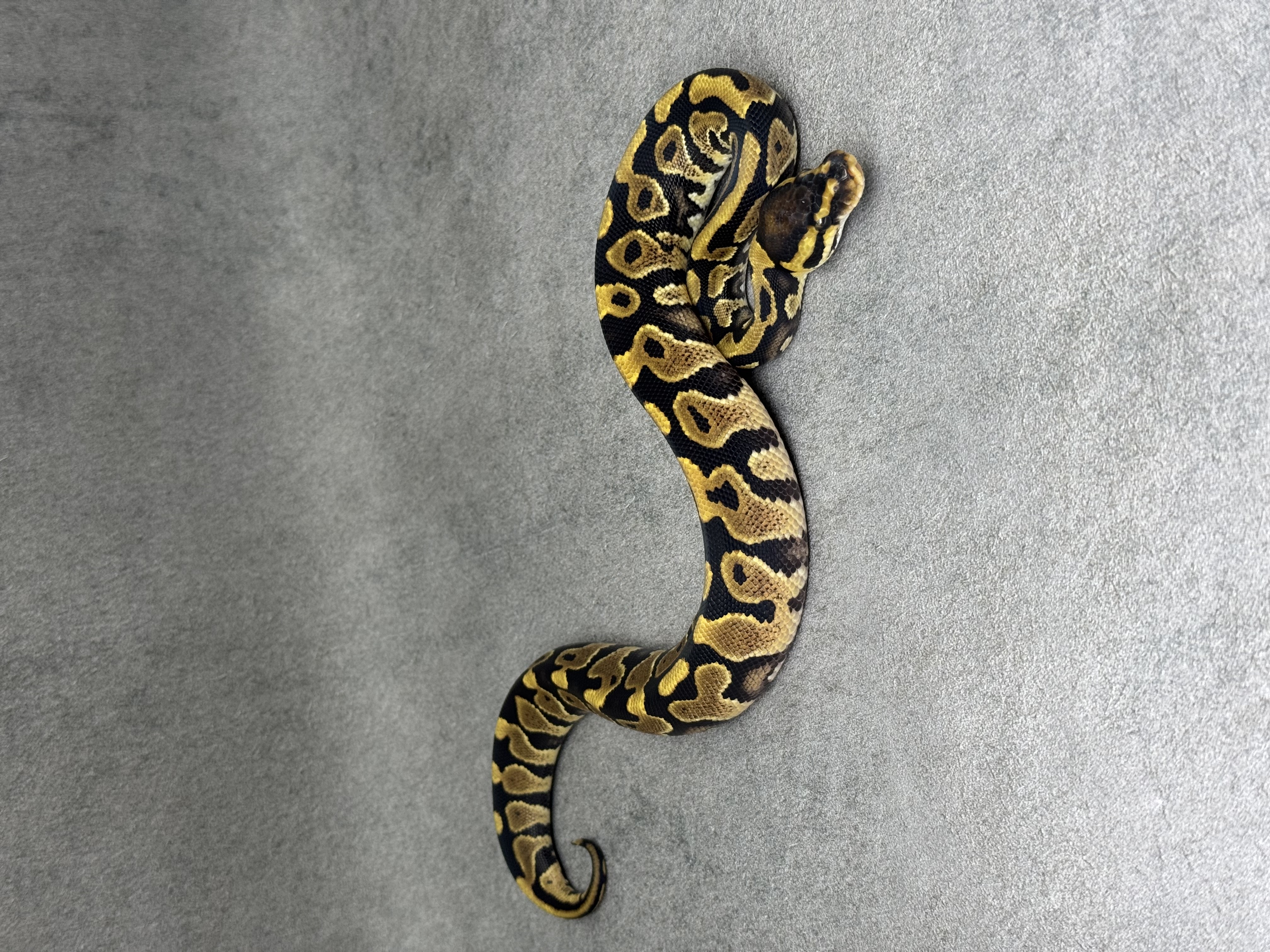Yellow Belly Het Clown Het Desert Ghost Poss Het PIebald