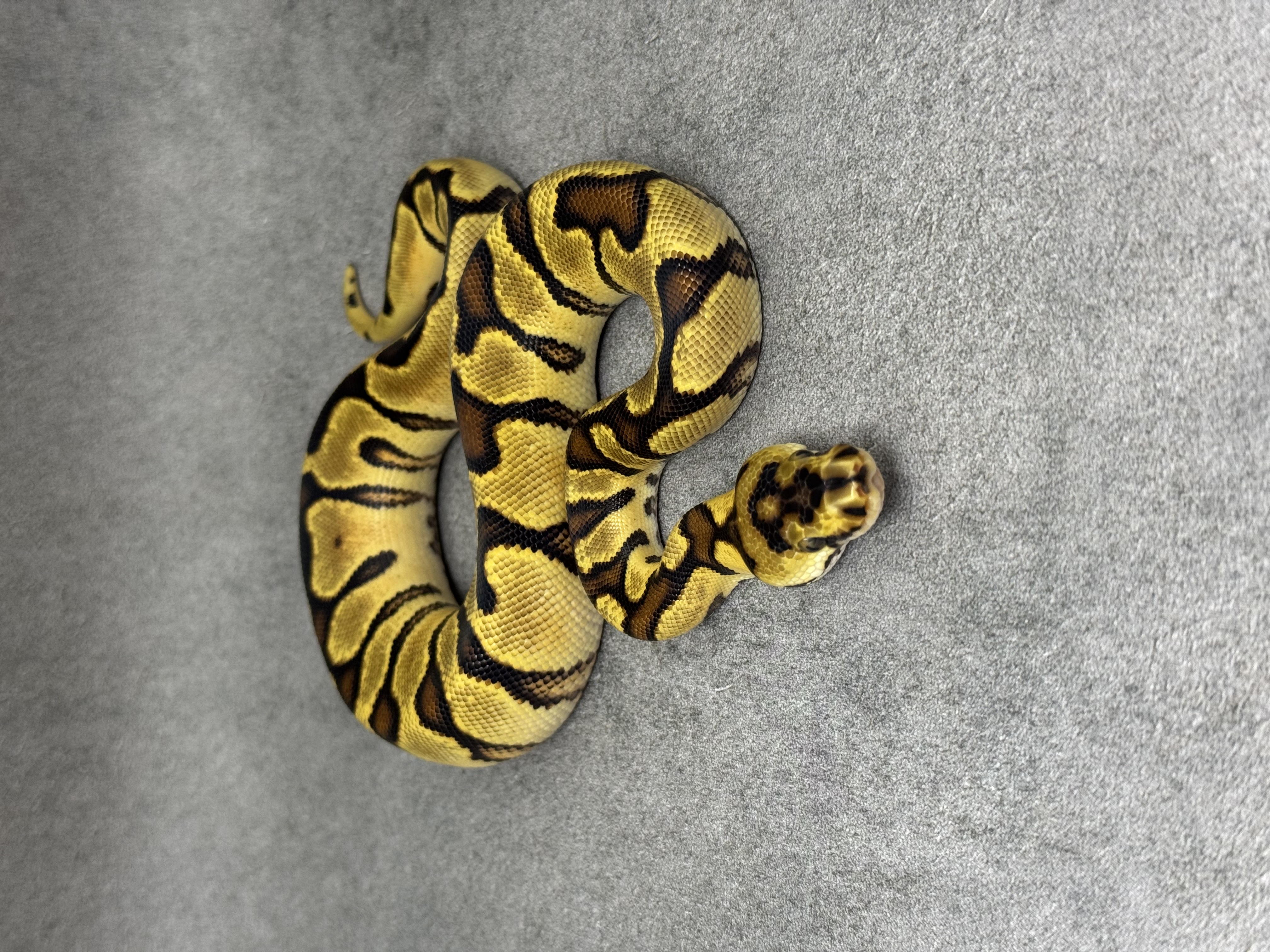 Spotnose Enchi Clown 2