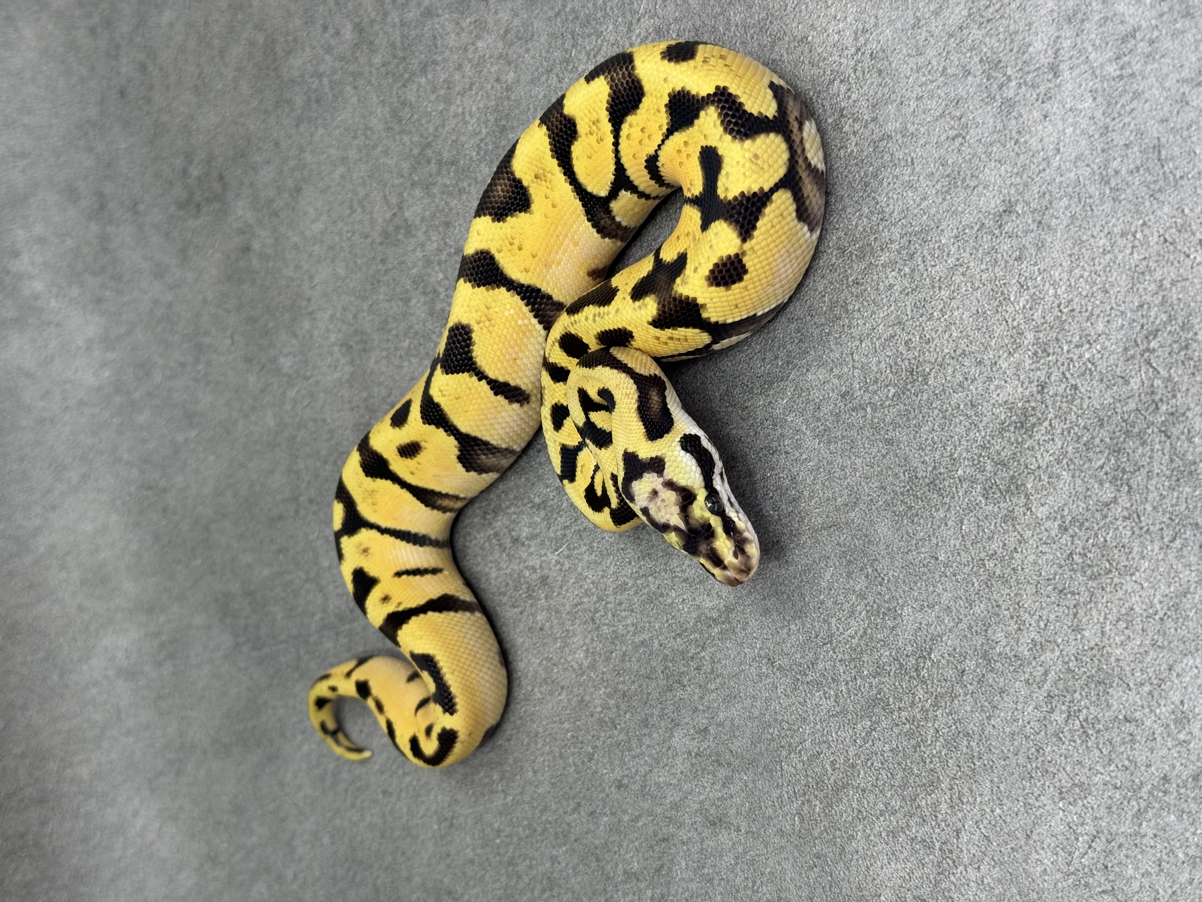 Pastel Enchi Spotnose Fire Het Clown 2