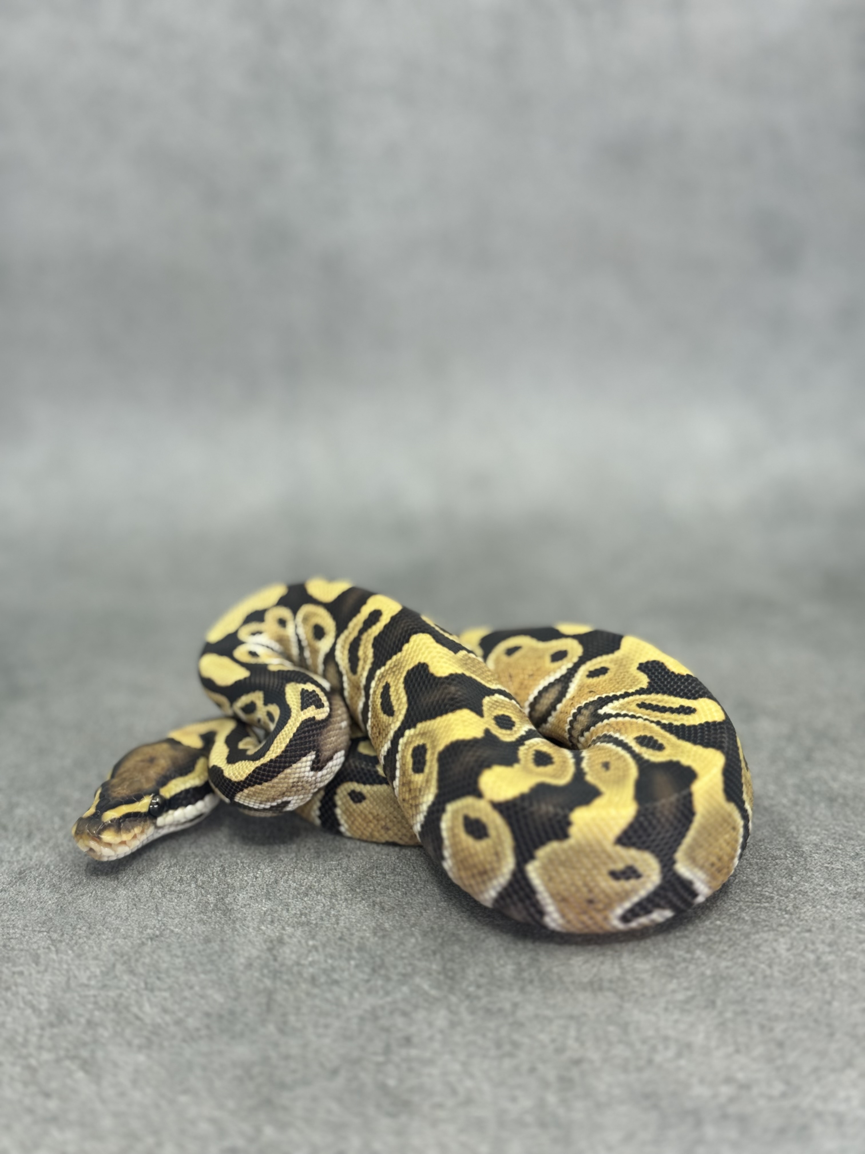 Special Desert Ghost 50% Het Piebald 2