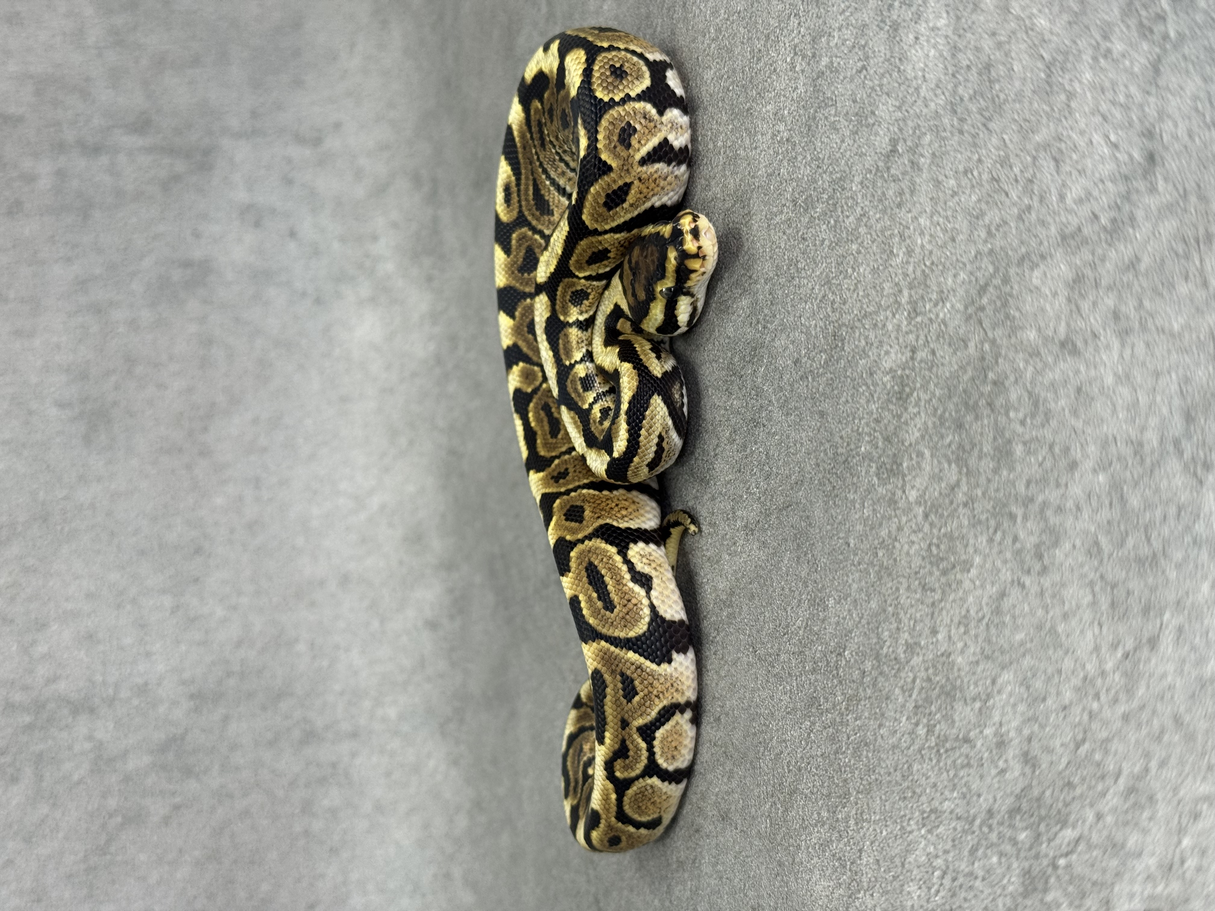 Spotnose Het Clown Het Desert Ghost 5