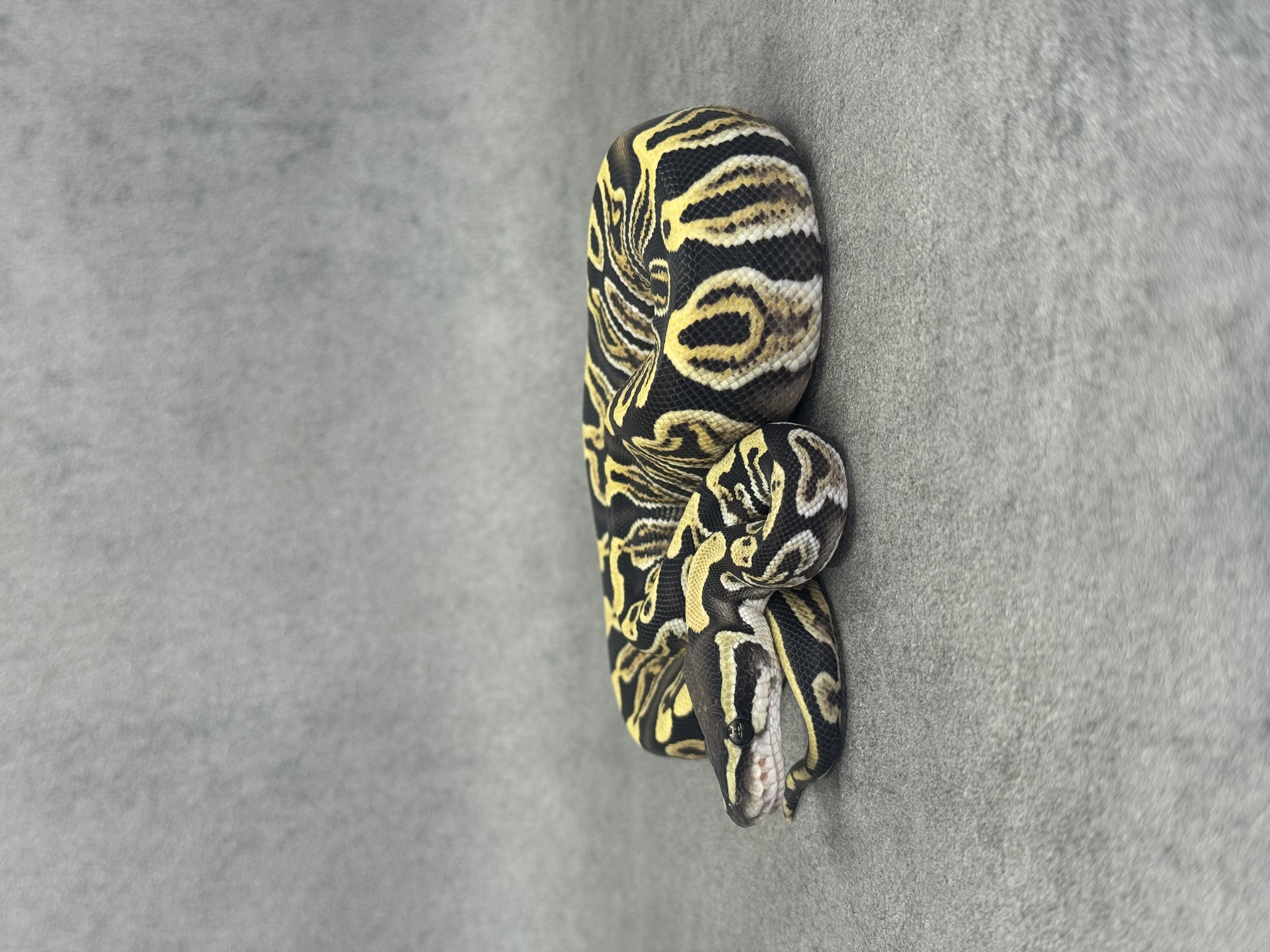 Ghi Special Desert Ghost 50% Het Piebald 2