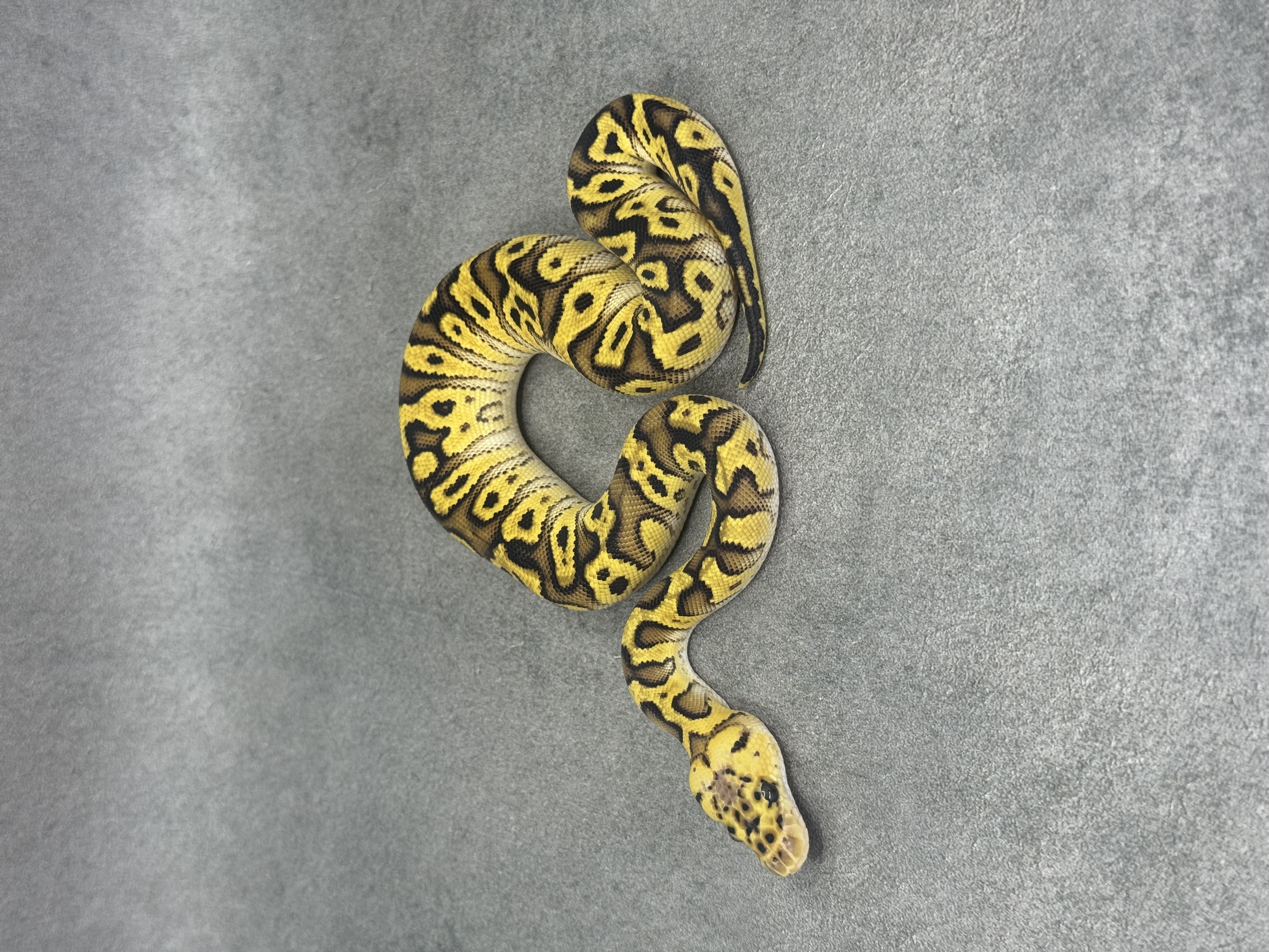 Bongo Pastel Spotnose Clown Poss Enchi Poss Fire 6