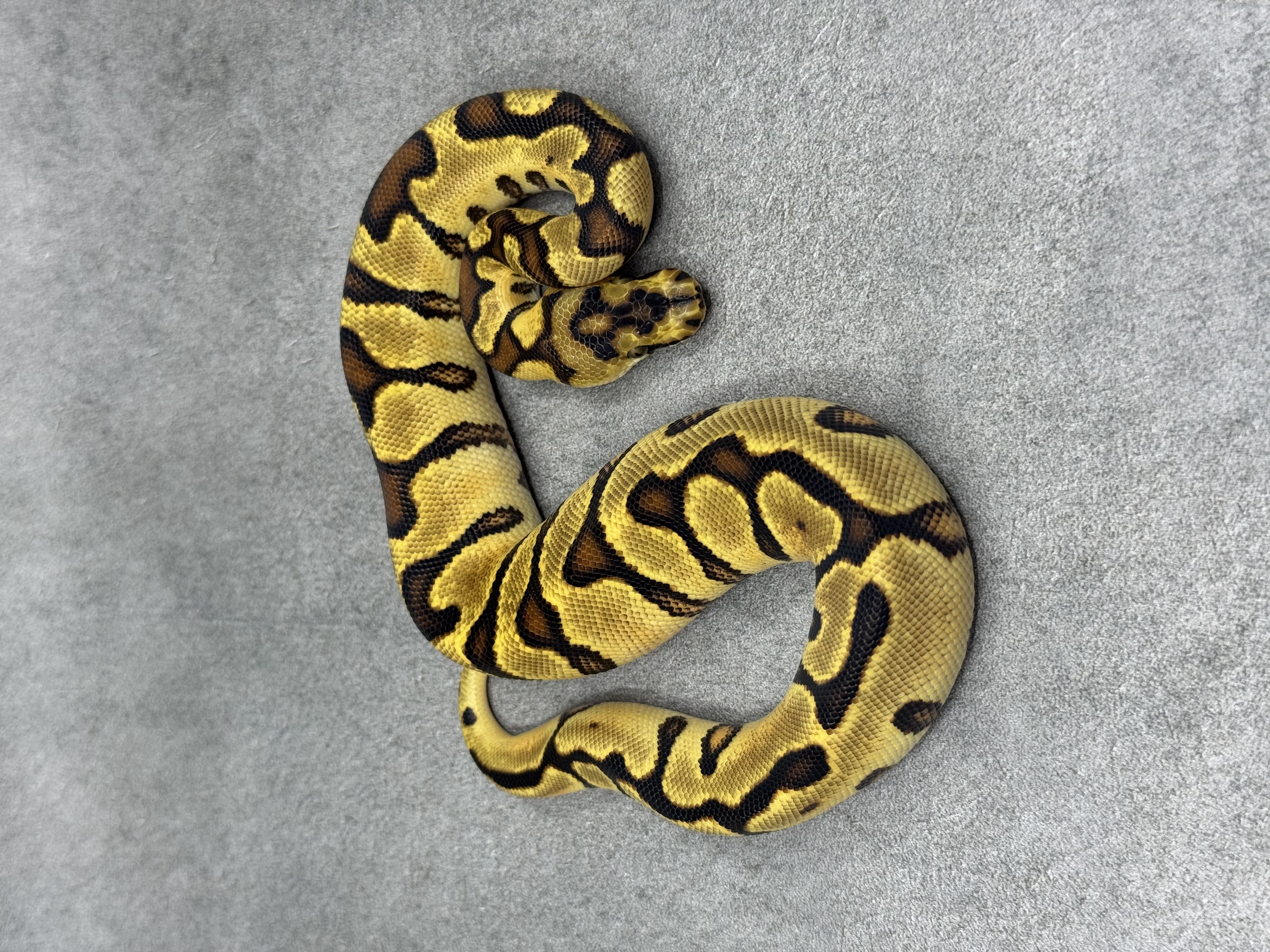 Spotnose Enchi Clown 4