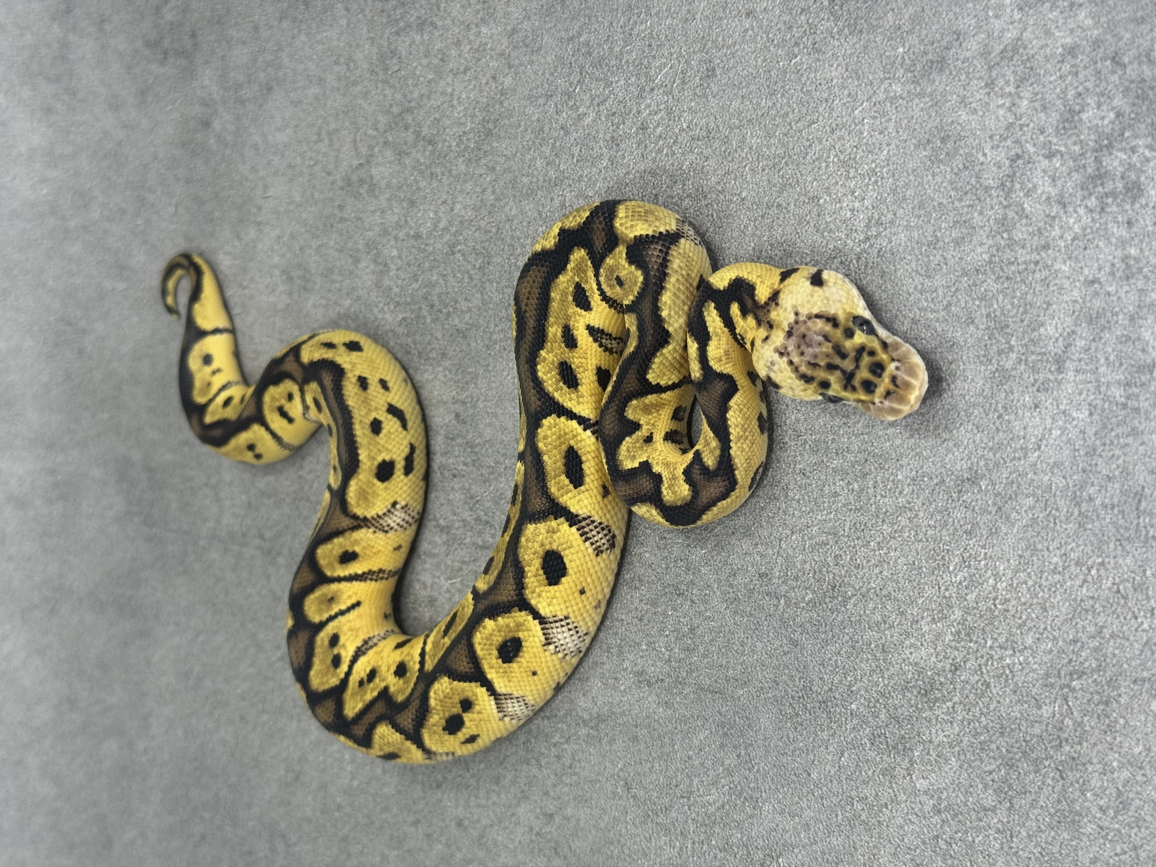 Pastel Clown Het Desert Ghost 5