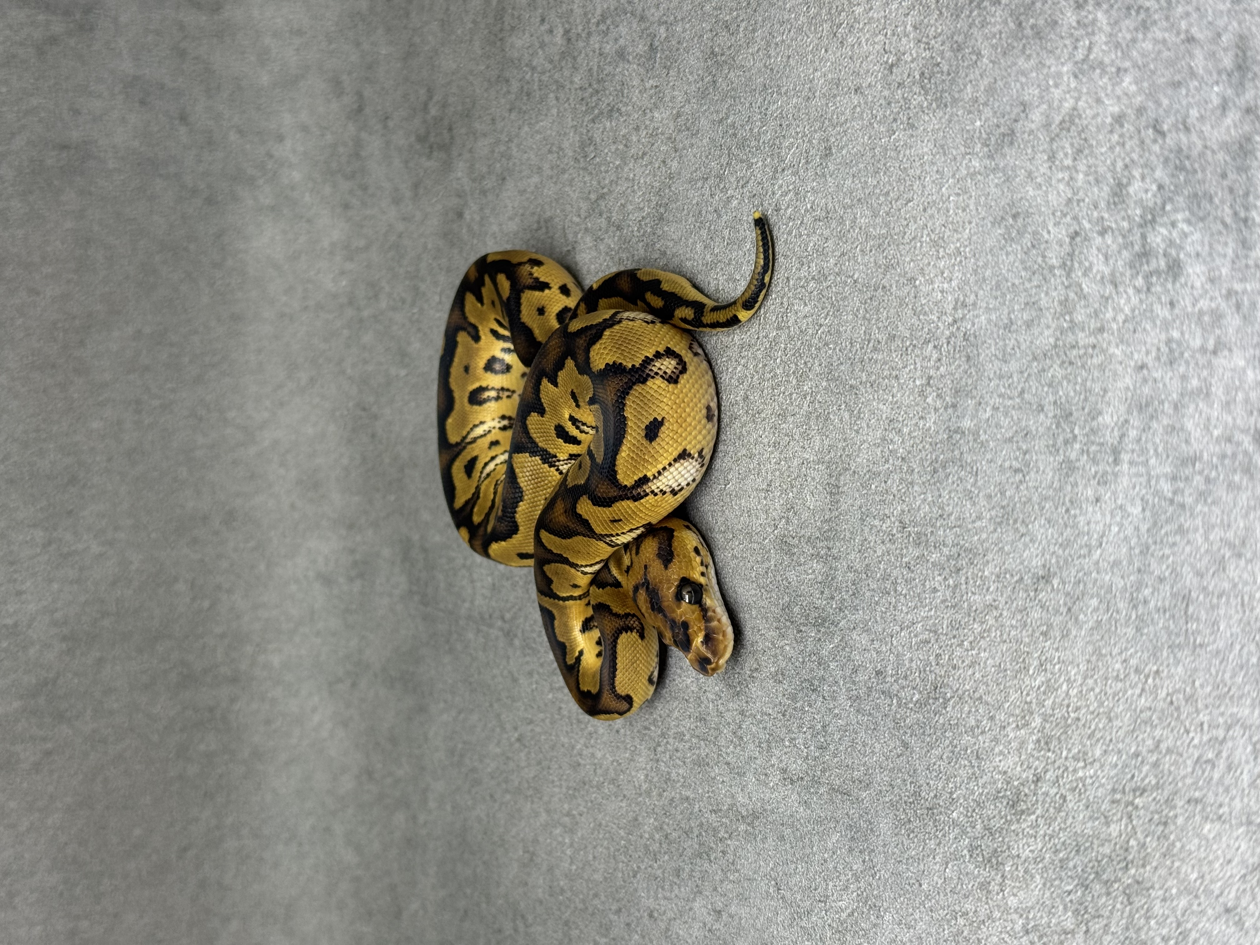 Yellow Belly Clown 2