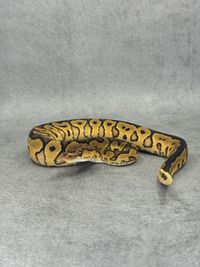 Koningspython Redstripe Yellow Belly / Gravel Clown, foto 2