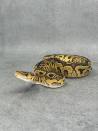 Koningspython Yellow Belly Clown Het Hypo, foto 2