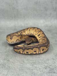 Koningspython Black Pastel Redstripe Clown, foto 3