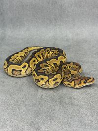 Koningspython Yellow Belly Clown Het Hypo, foto 1