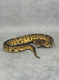 Koningspython Yellow Belly / Gravel Clown, foto 3