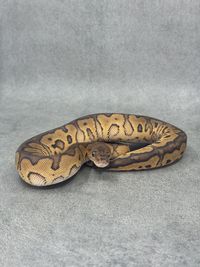 Koningspython Black Pastel Redstripe Clown, foto 2