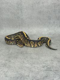 Koningspython Stranger Yellow Belly Het Clown Het Hypo, foto 2
