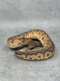 Koningspython Black Pastel Redstripe Clown, foto 4