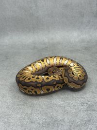 Koningspython Black Pastel Yellow Belly / Gravel Clown, foto 4