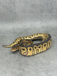 Koningspython Yellow Belly Clown Het Hypo, foto 4