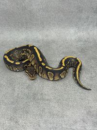 Koningspython Stranger Yellow Belly Het Clown Het Hypo, foto 1