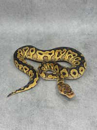 Koningspython Yellow Belly Clown Het Hypo, foto 3