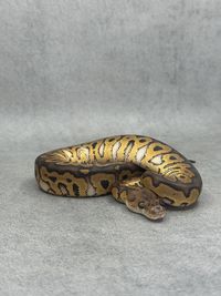 Koningspython Black Pastel Yellow Belly / Gravel Clown, foto 5